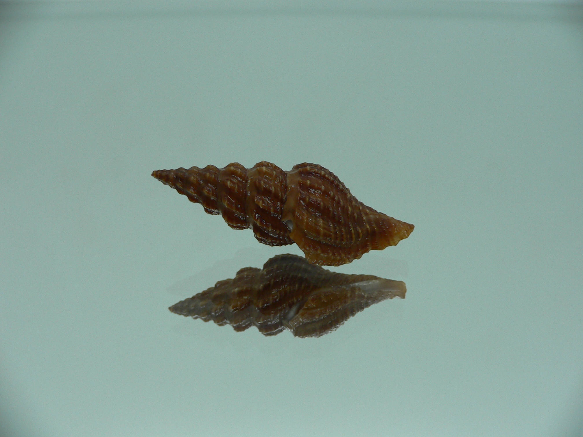 Cheungbeia kawamurai