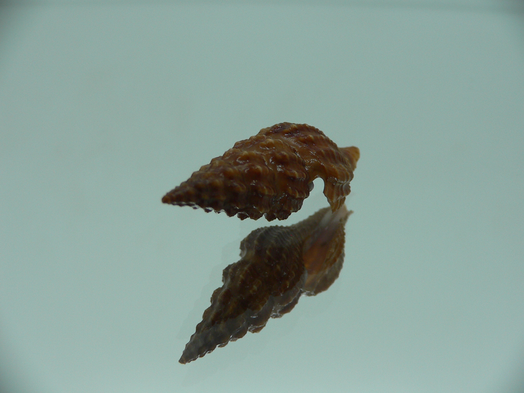 Cheungbeia kawamurai