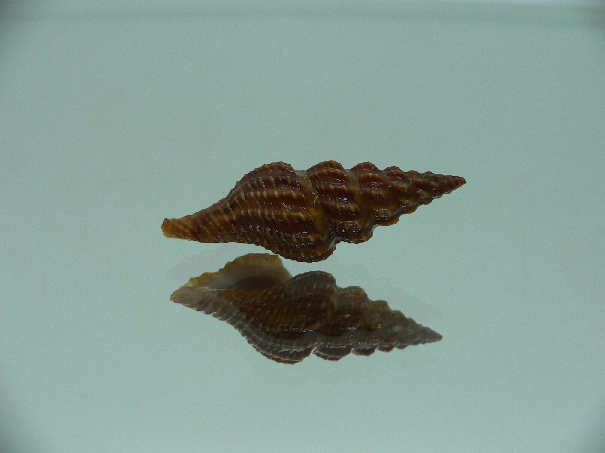 Cheungbeia kawamurai