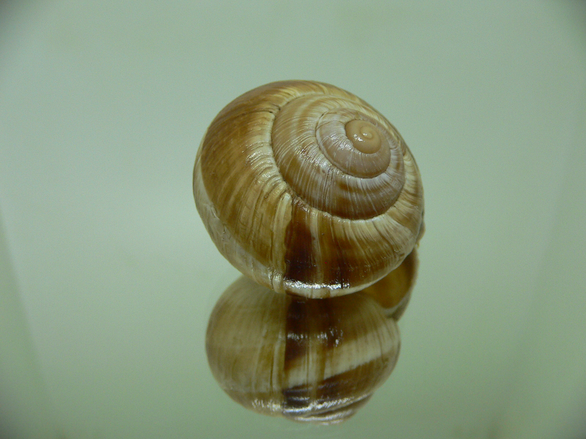 Helix lucorum 4