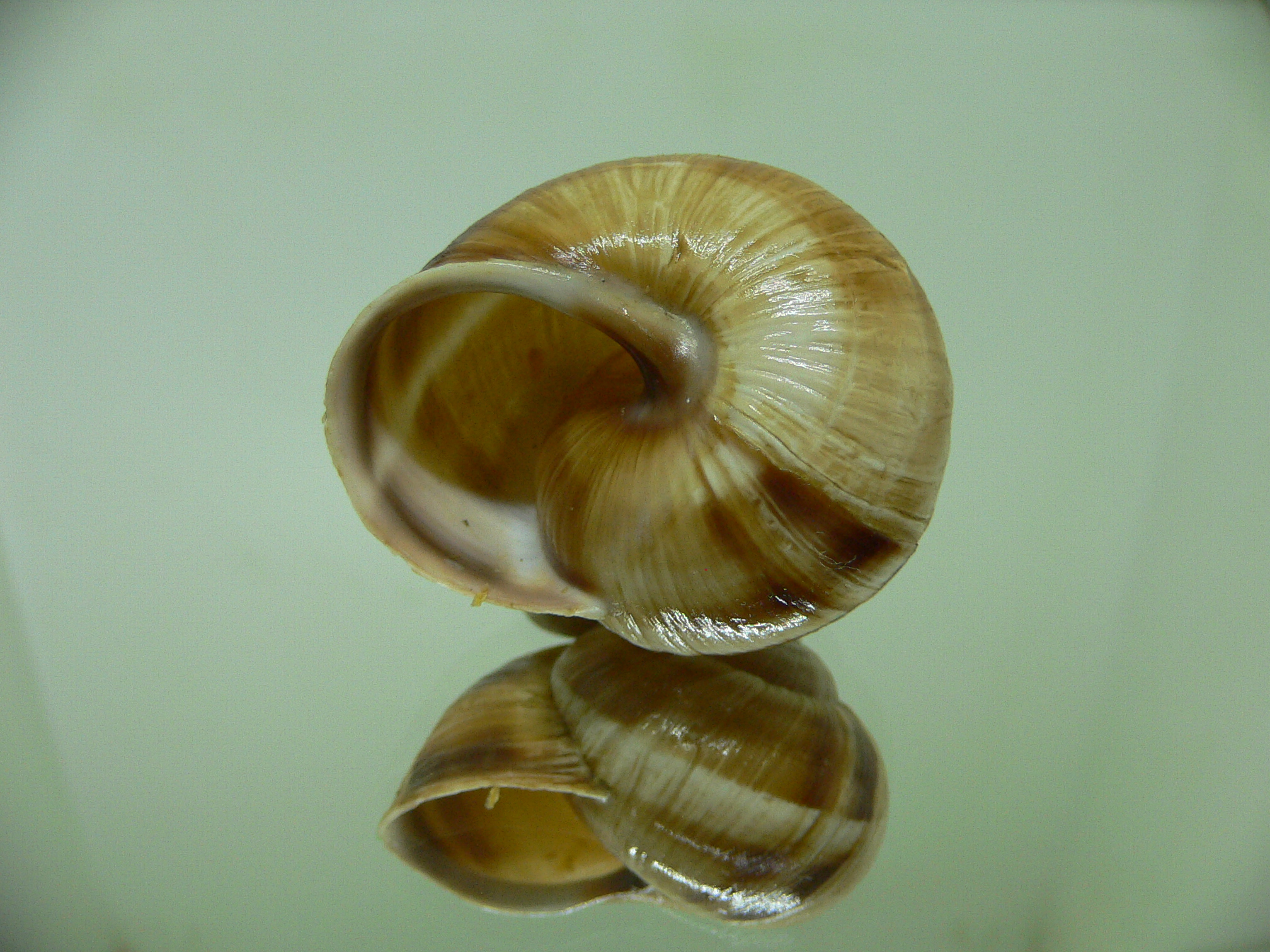 Helix lucorum 4