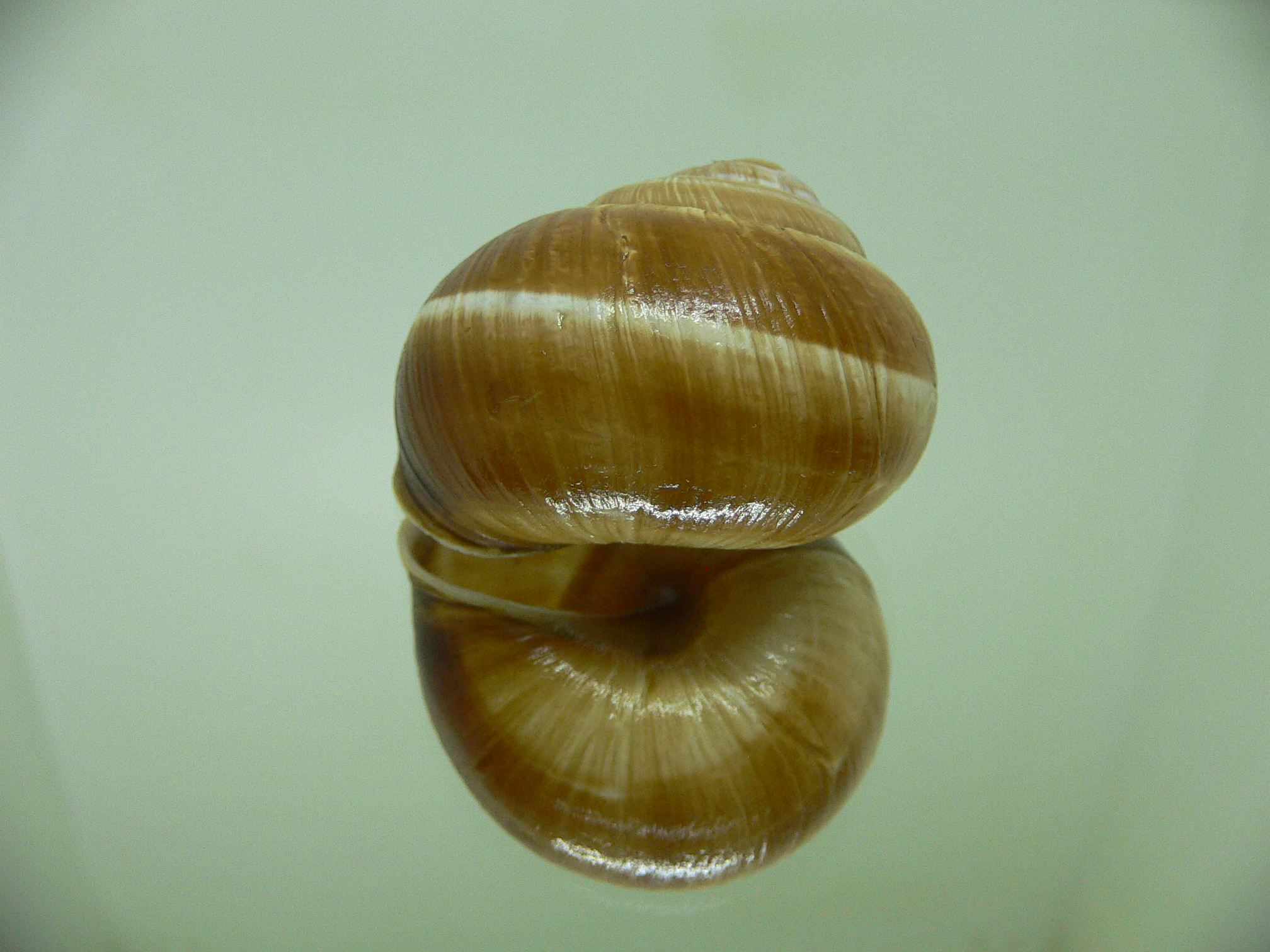 Helix lucorum 4