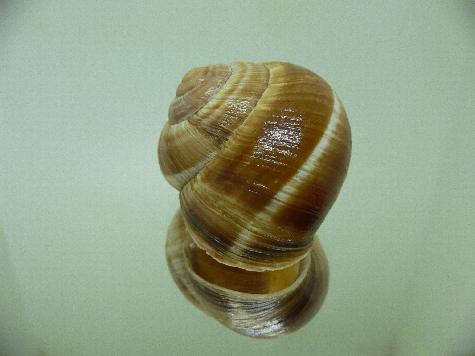 Helix lucorum 4