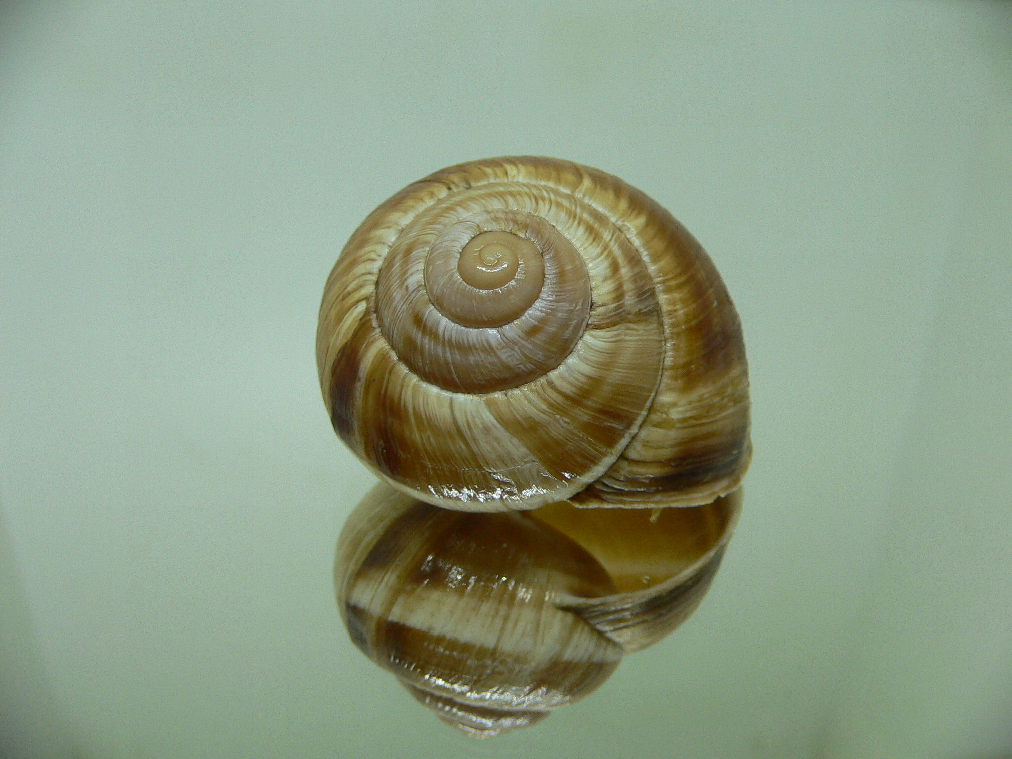 Helix lucorum 4