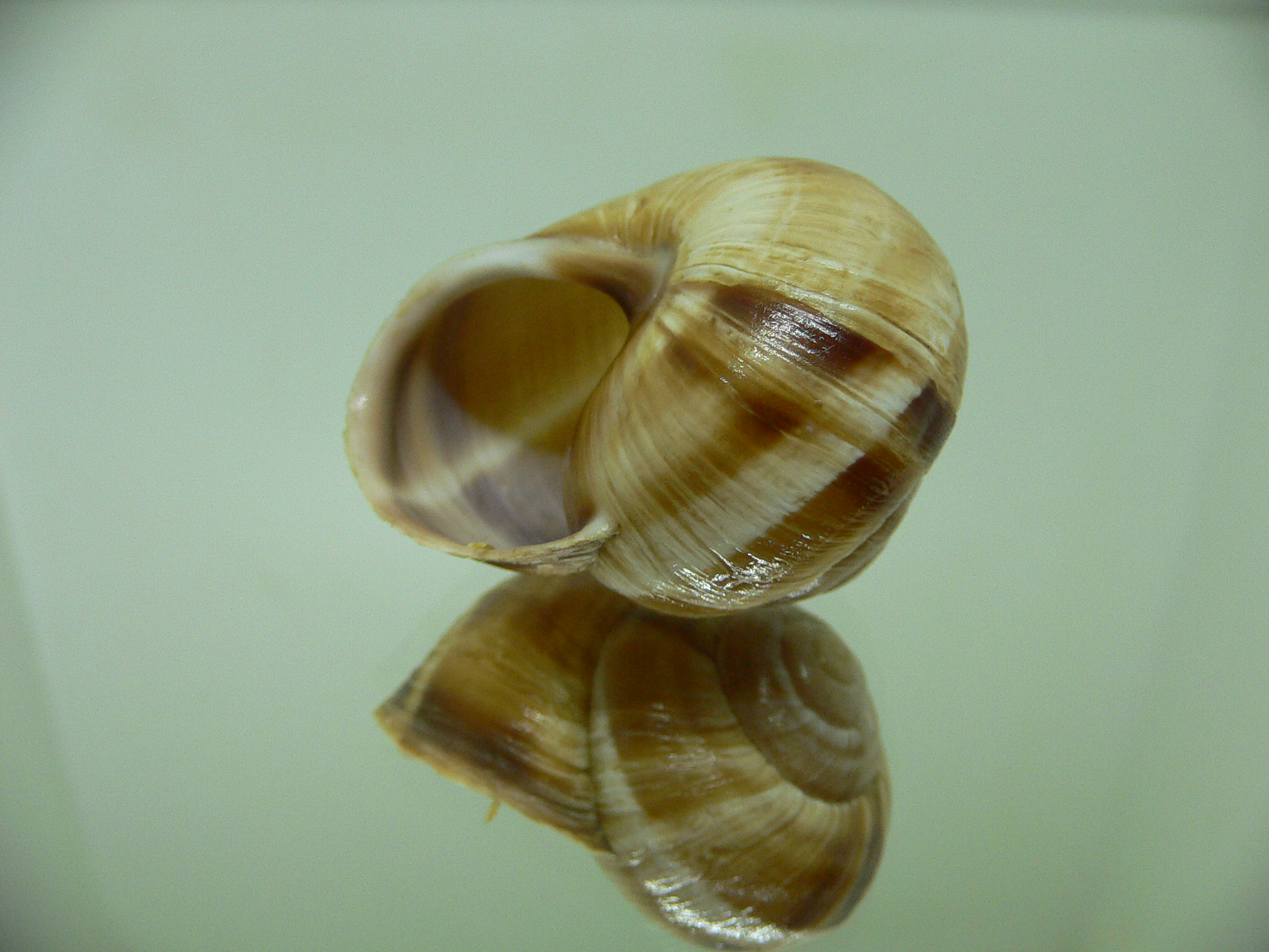 Helix lucorum 4