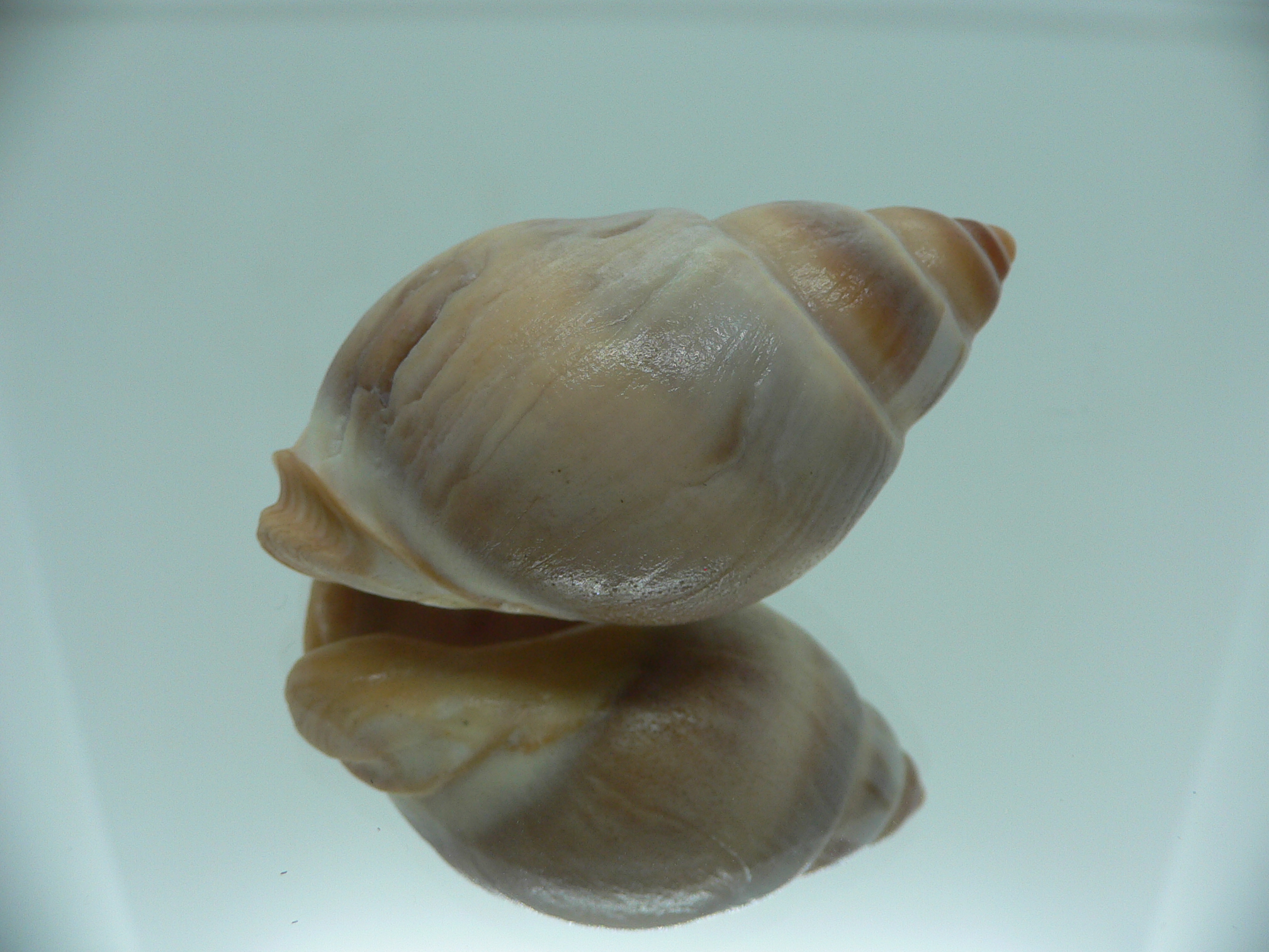 Buccinanops deformis globulosus BIG