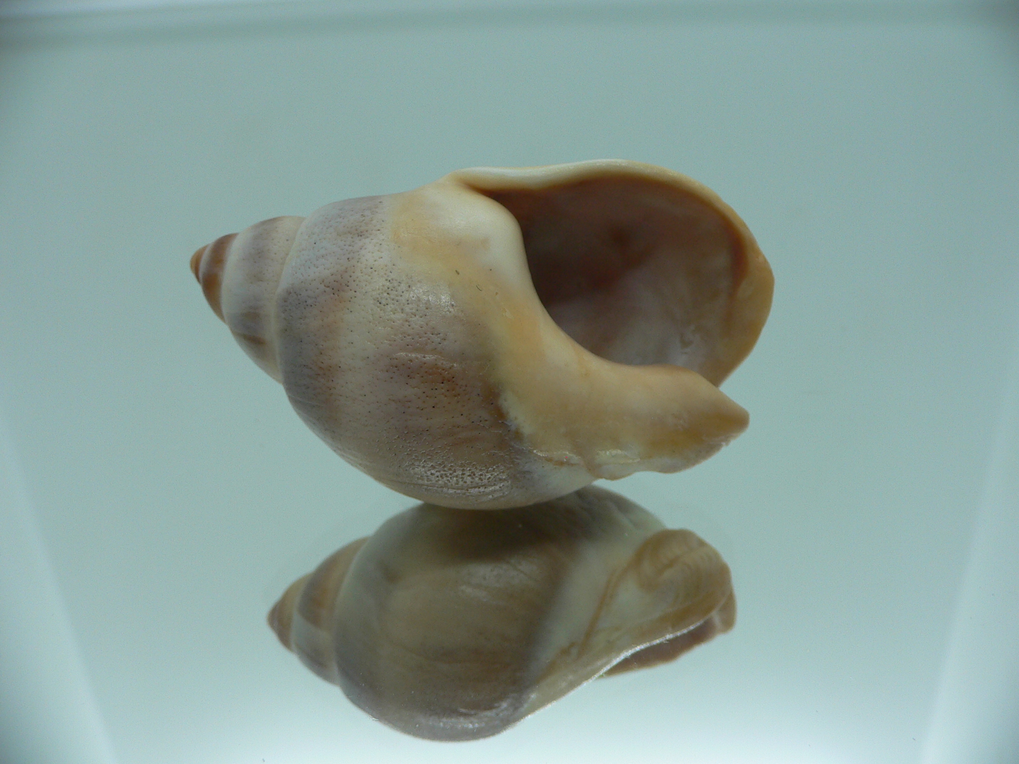 Buccinanops deformis globulosus BIG