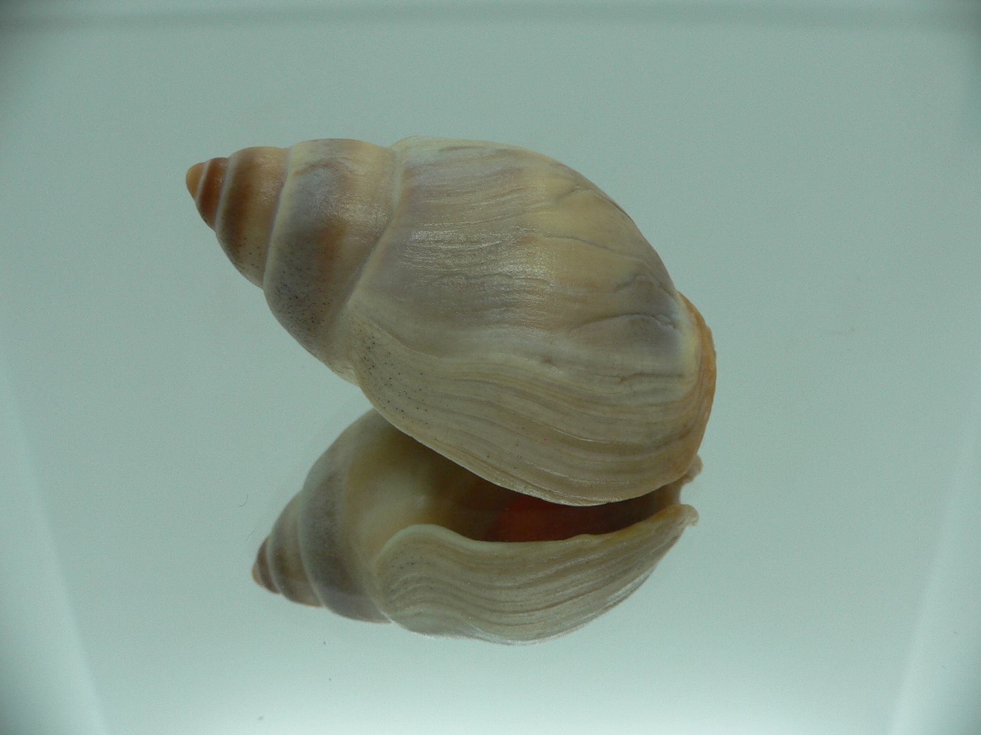 Buccinanops deformis globulosus BIG