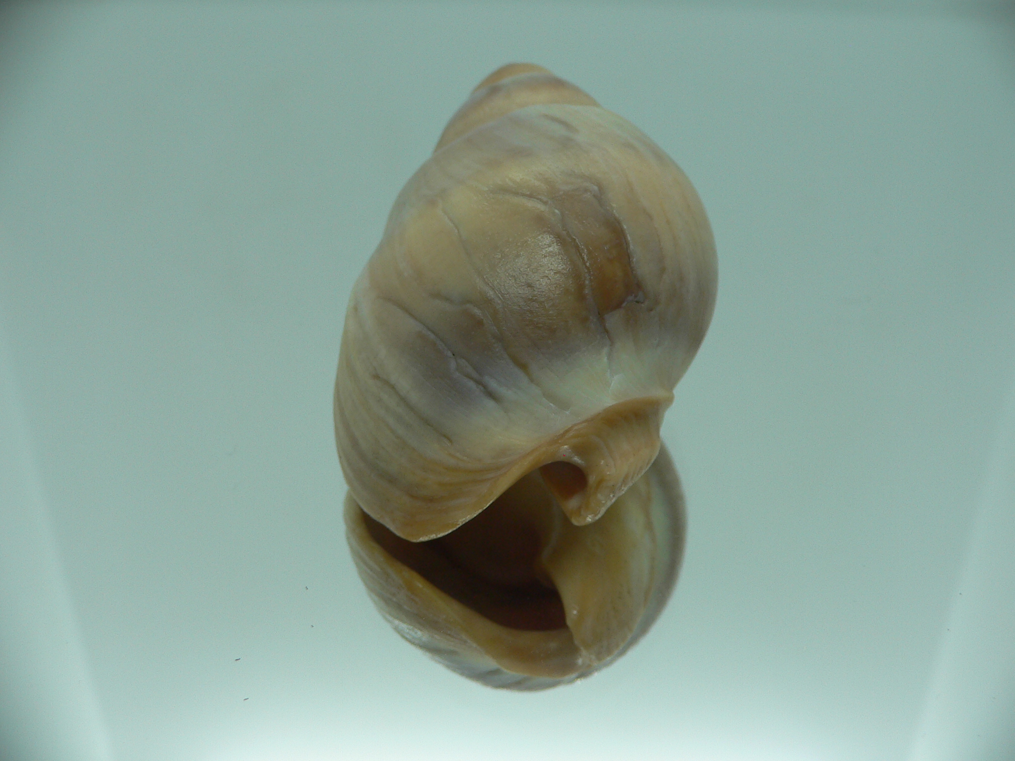 Buccinanops deformis globulosus BIG