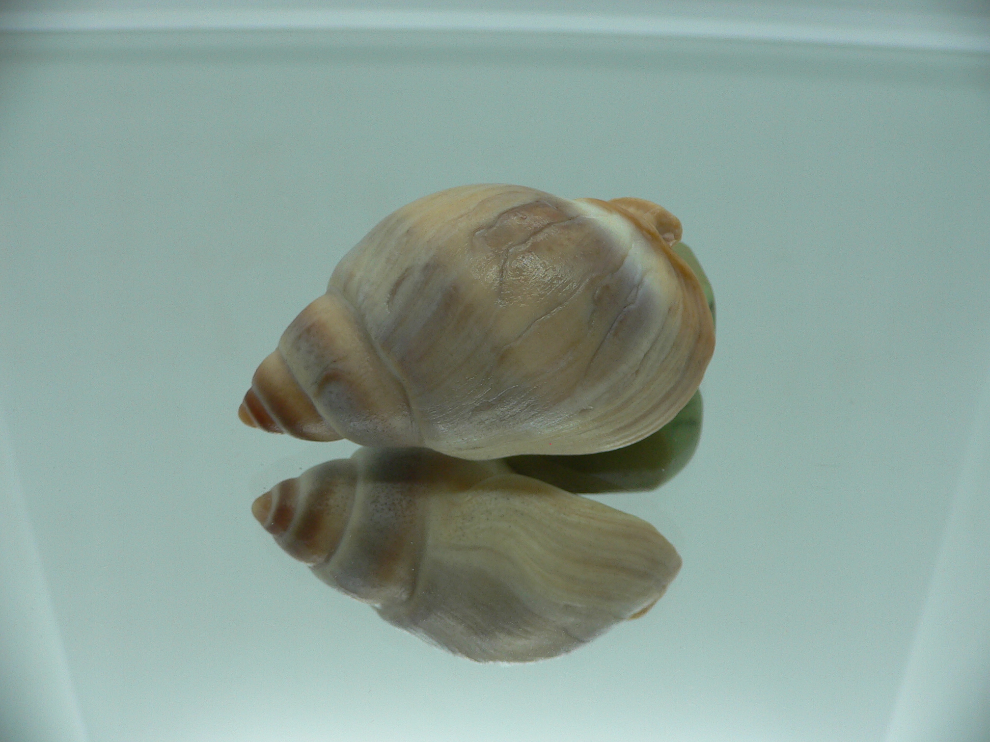 Buccinanops deformis globulosus BIG