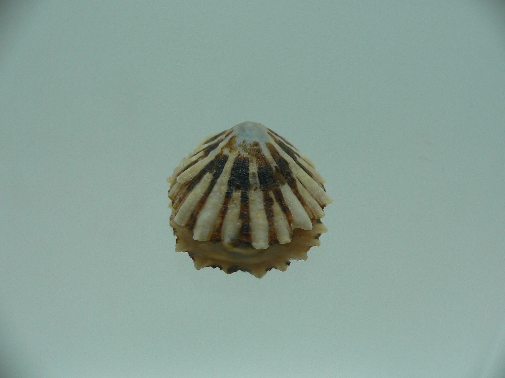 Patella (Scutellastra) peronii ENDEMIC & BIG