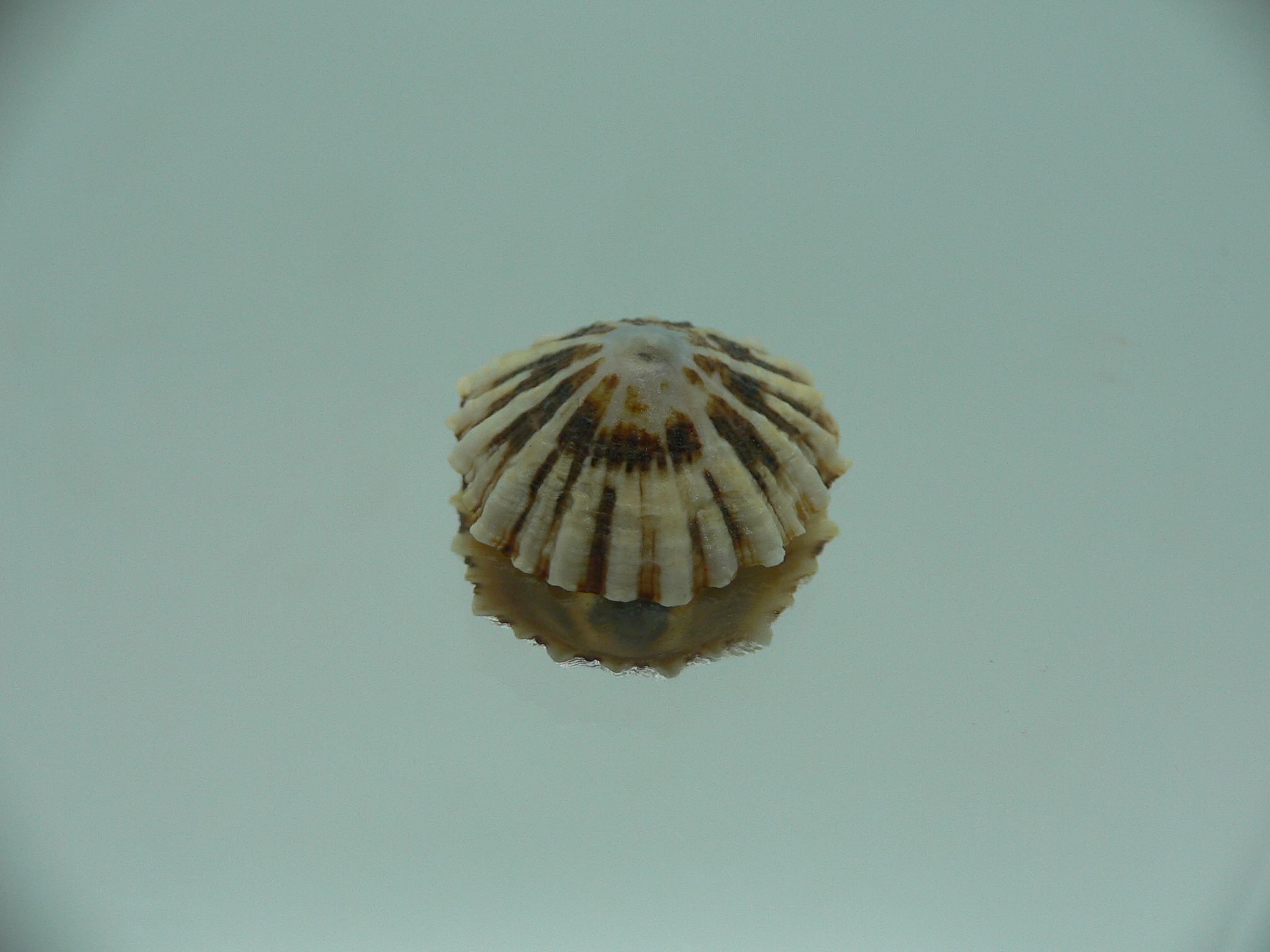 Patella (Scutellastra) peronii ENDEMIC & BIG