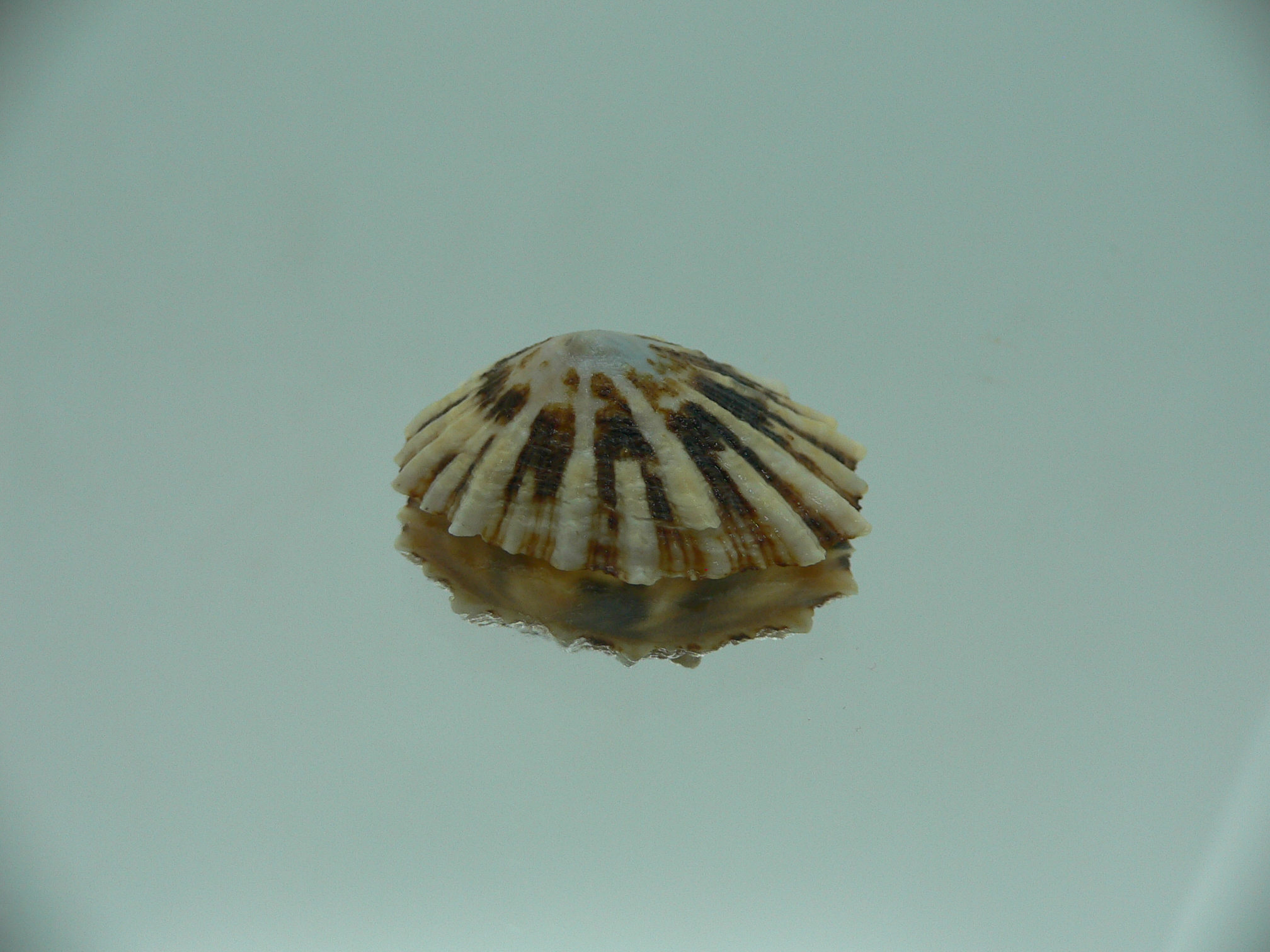 Patella (Scutellastra) peronii ENDEMIC & BIG
