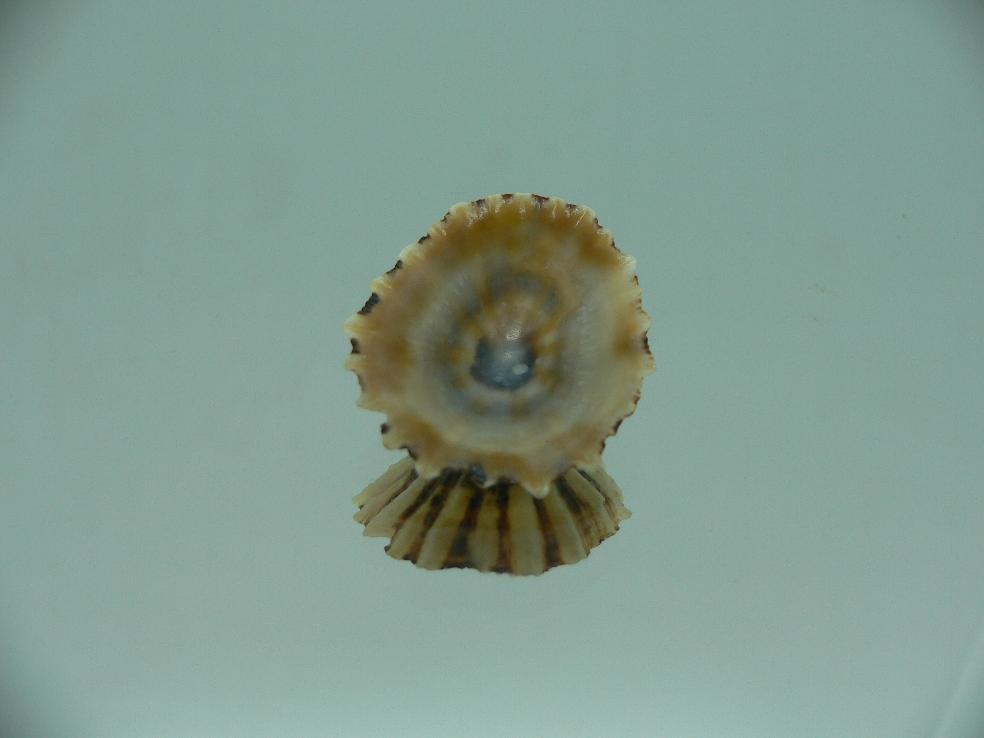 Patella (Scutellastra) peronii ENDEMIC & BIG