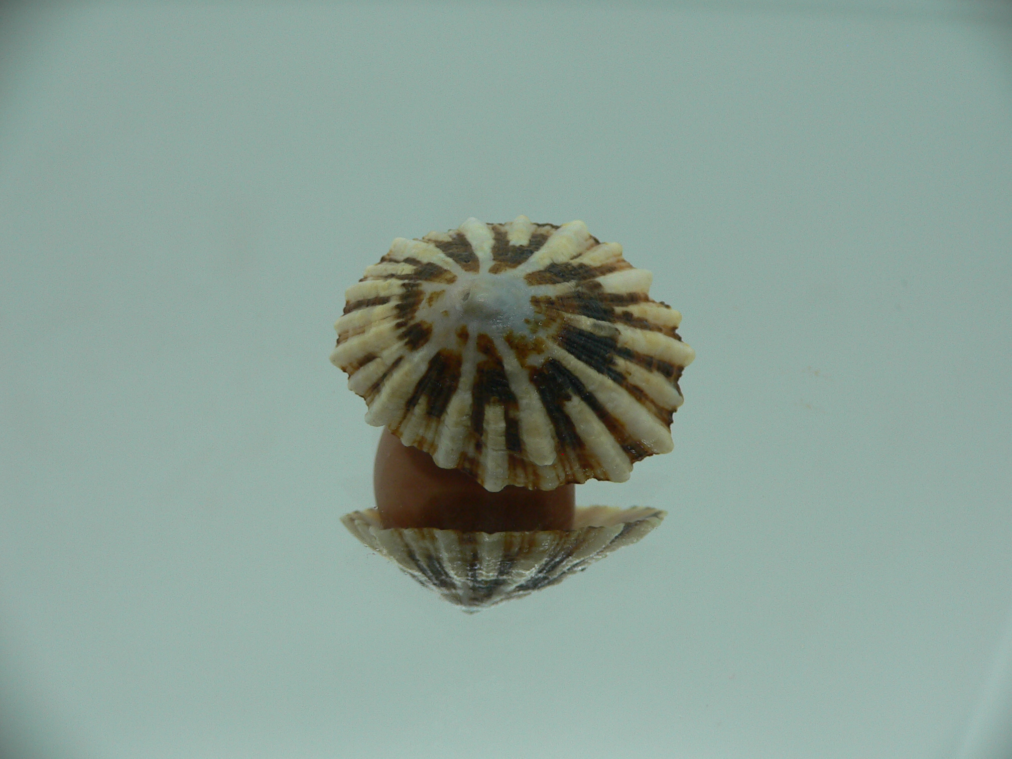 Patella (Scutellastra) peronii ENDEMIC & BIG