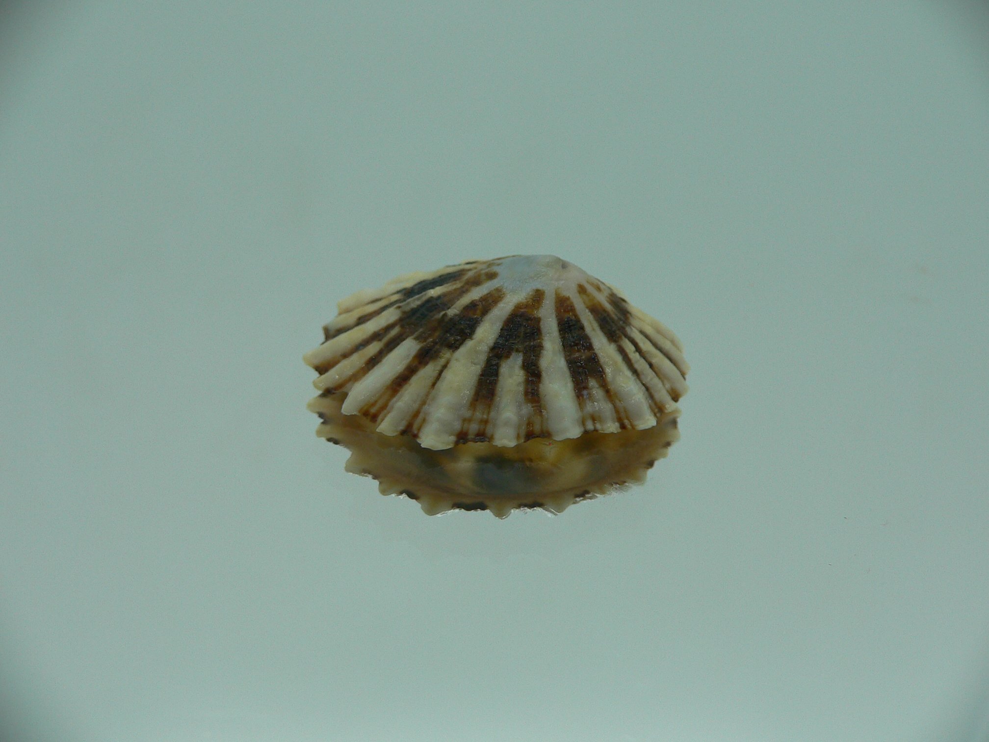 Patella (Scutellastra) peronii ENDEMIC & BIG