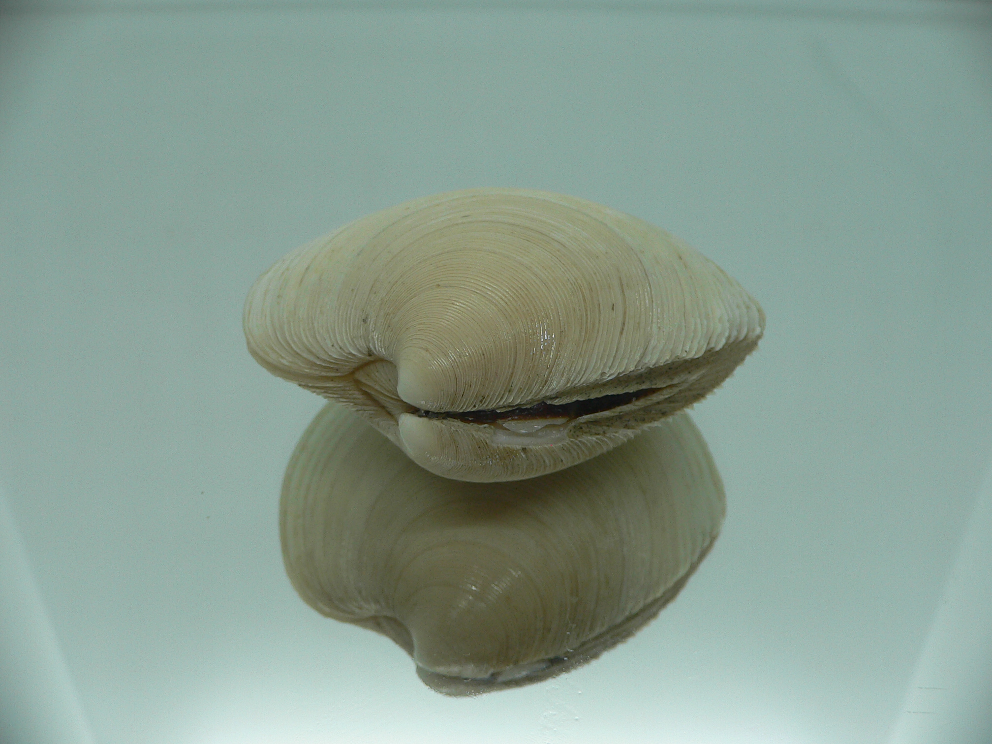 Dosinia japonica GIANT