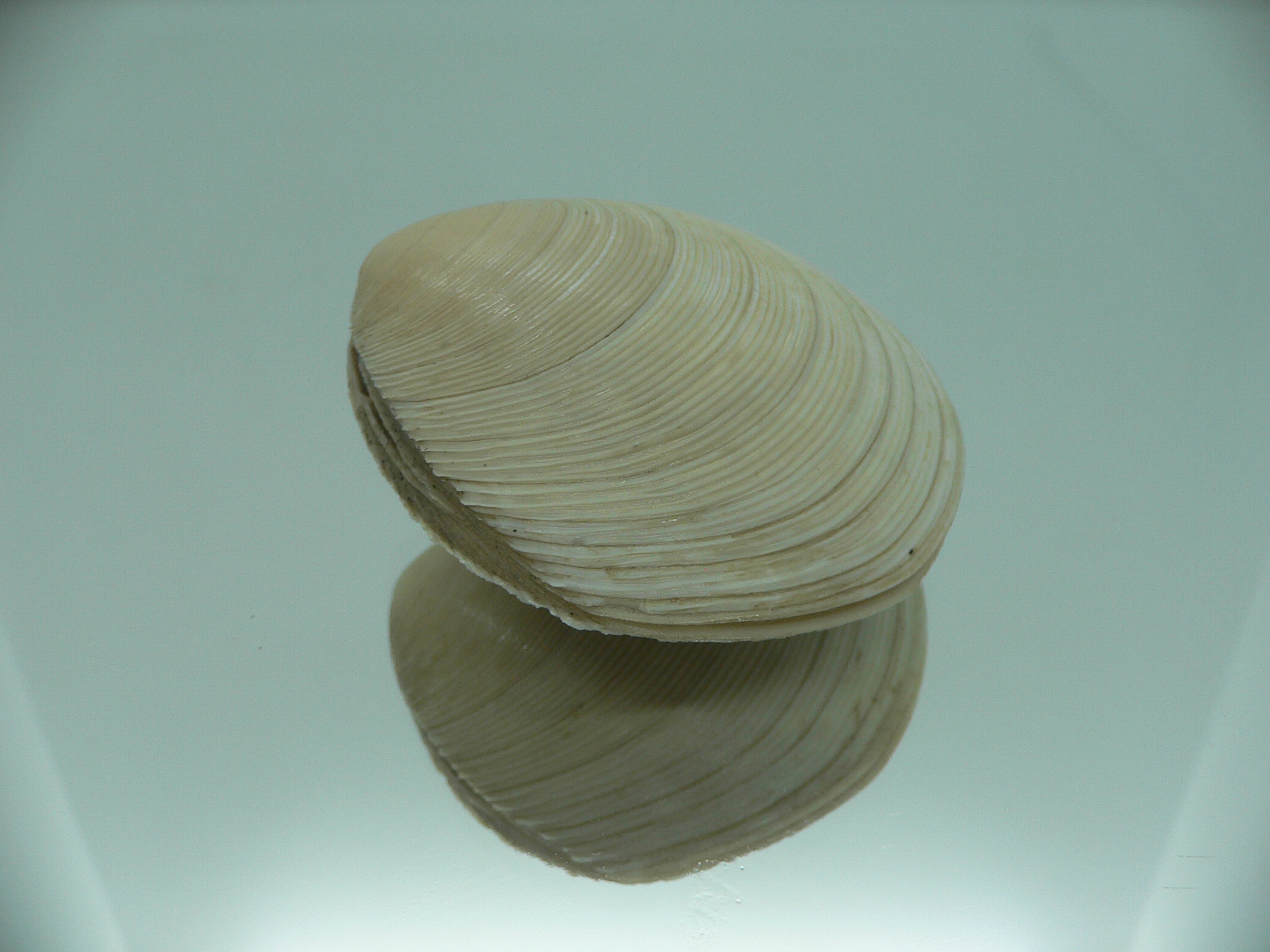 Dosinia japonica GIANT