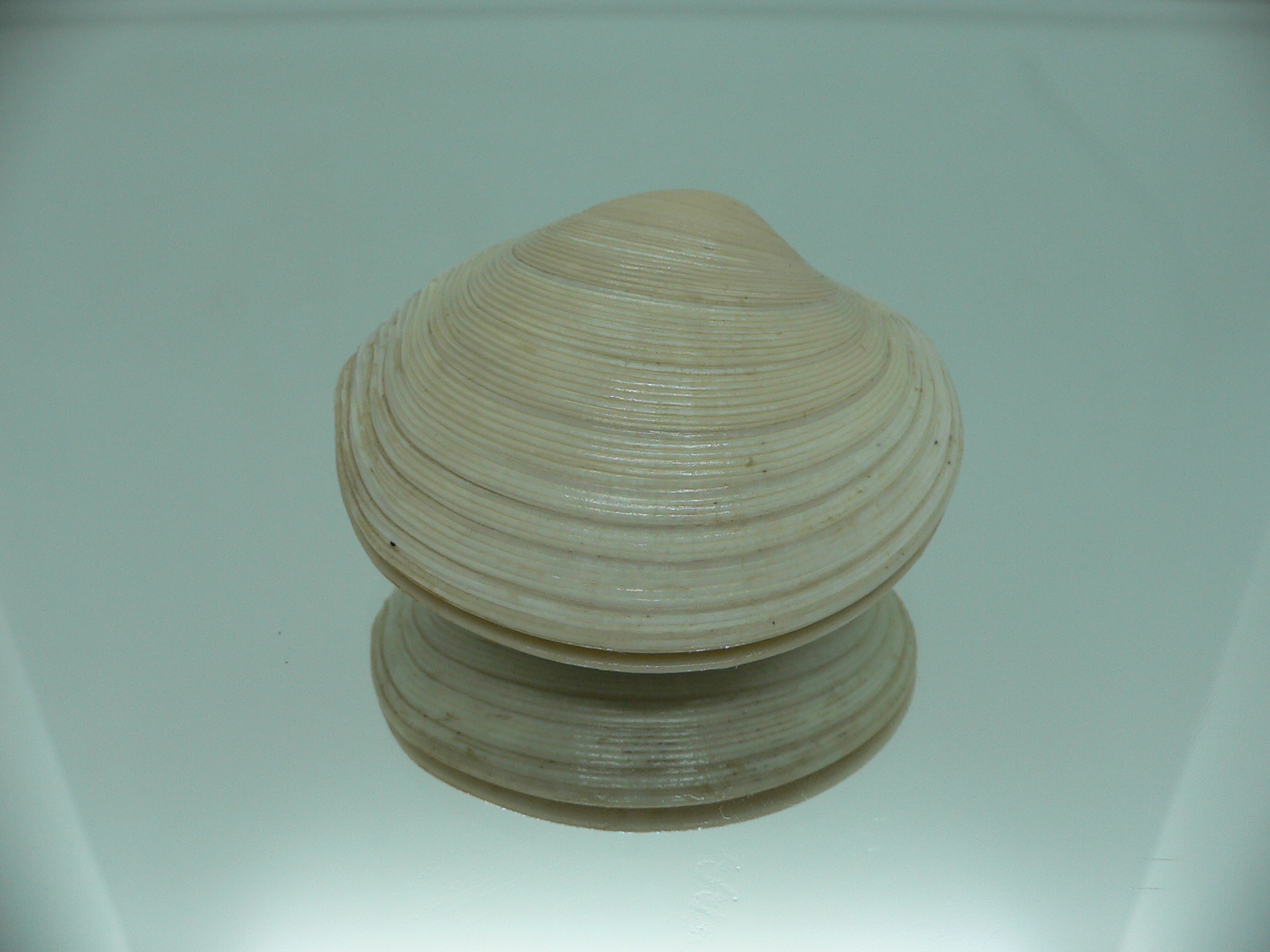 Dosinia japonica GIANT