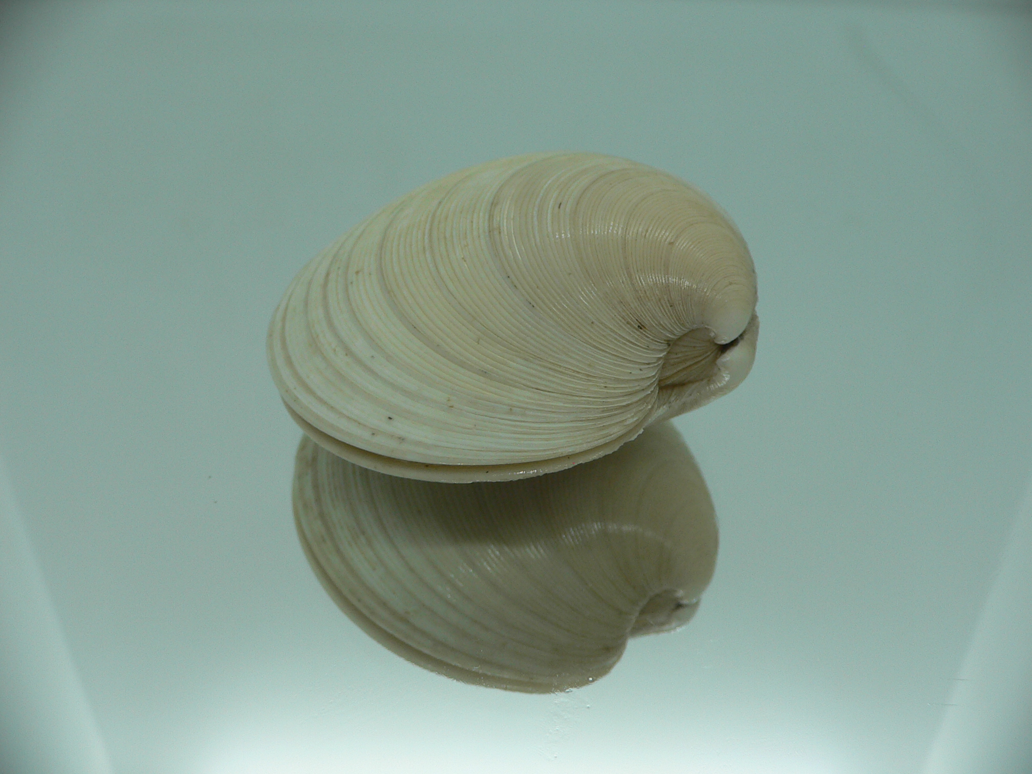Dosinia japonica GIANT