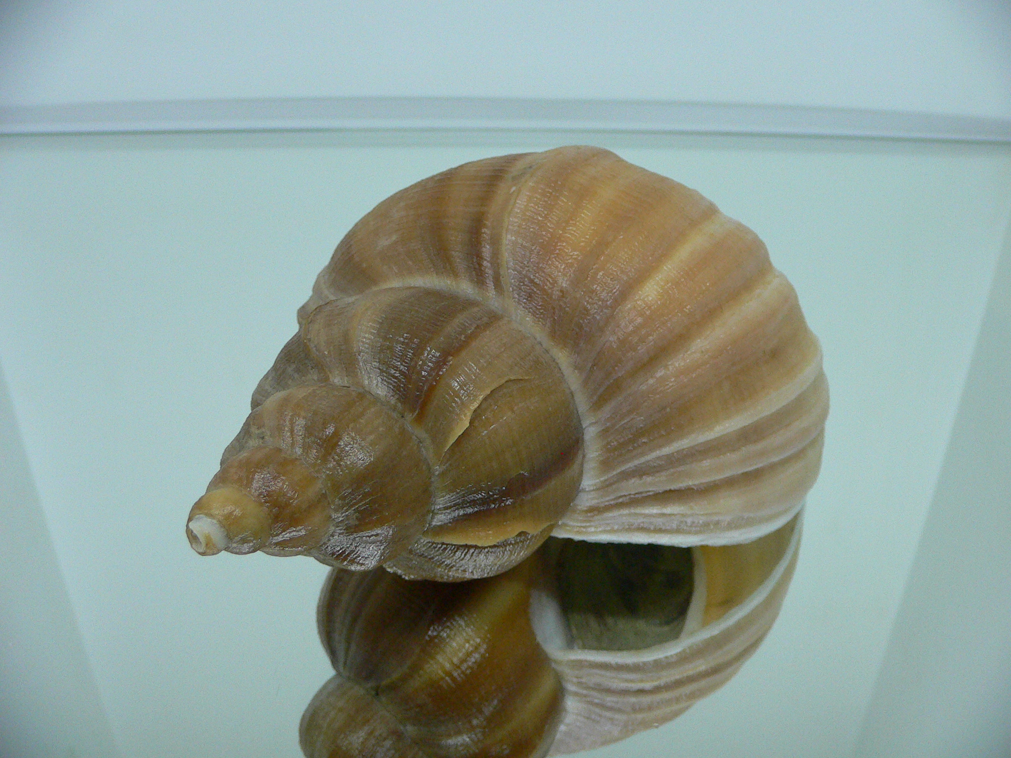 Neptunea eulimata GOLD COLOR