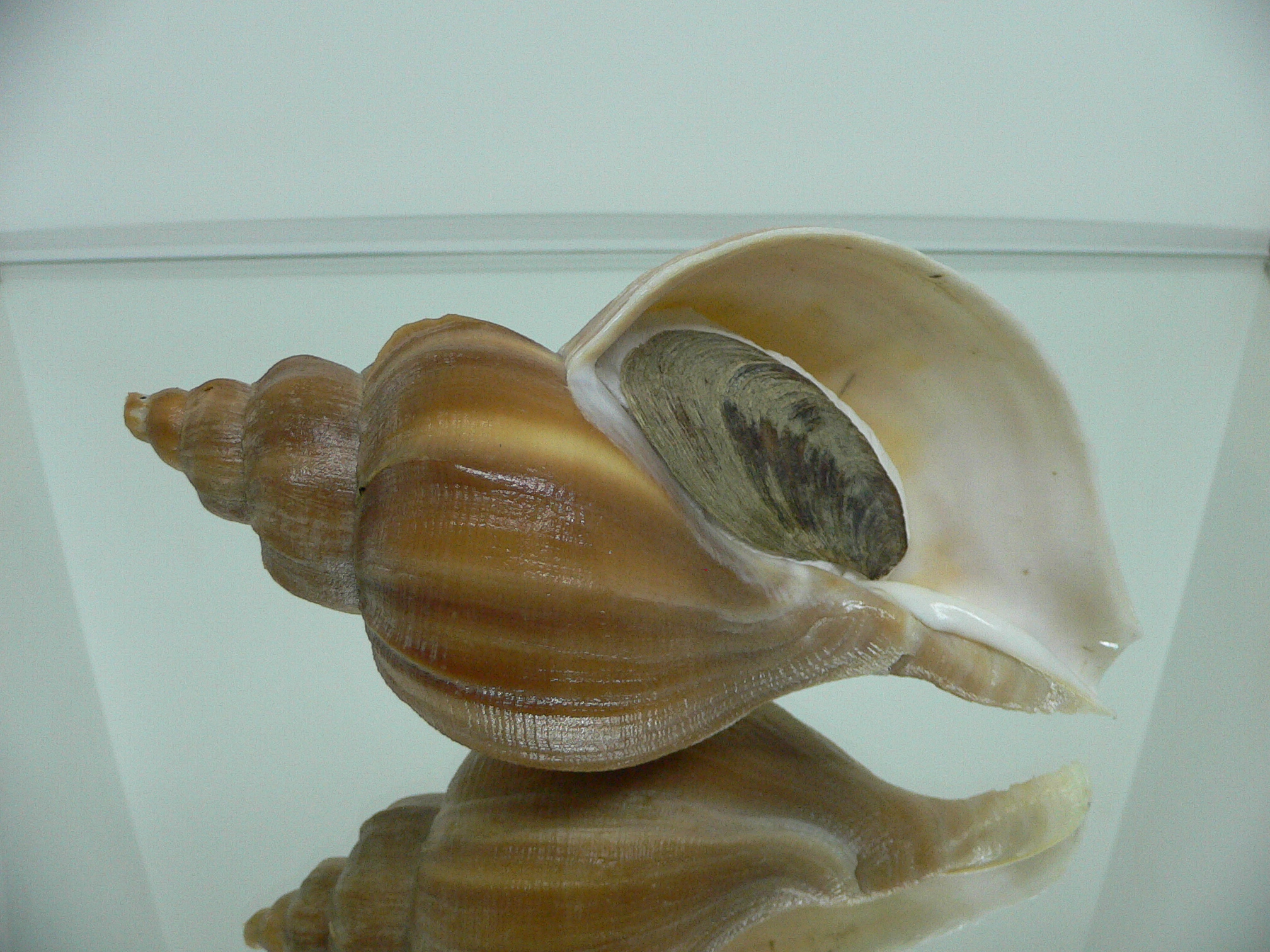 Neptunea eulimata GOLD COLOR