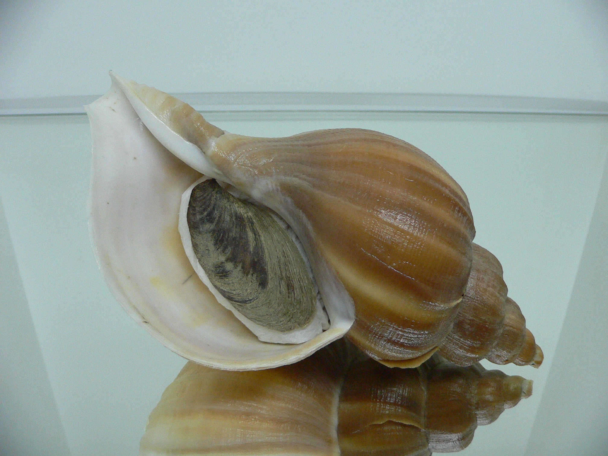 Neptunea eulimata GOLD COLOR