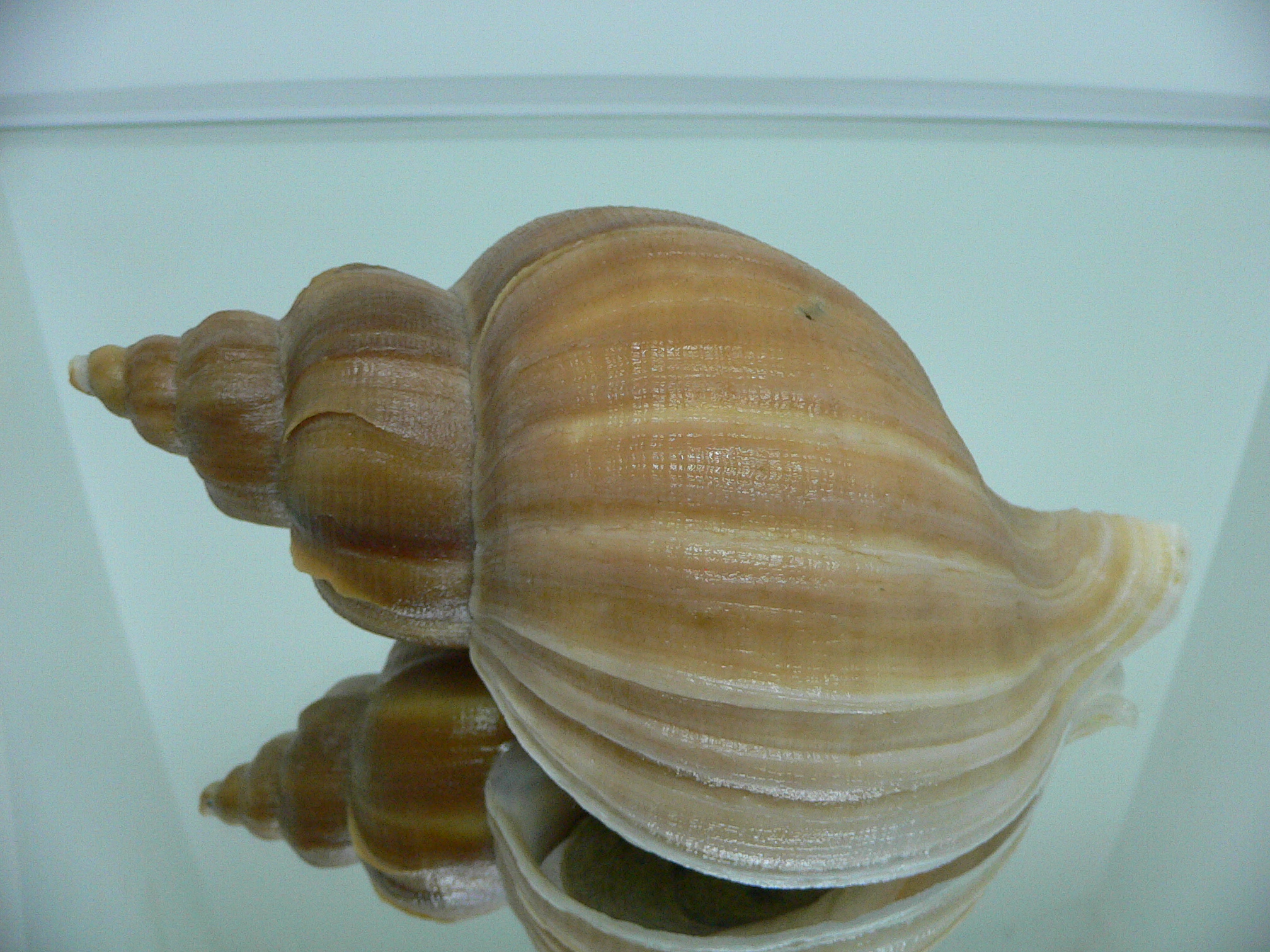 Neptunea eulimata GOLD COLOR