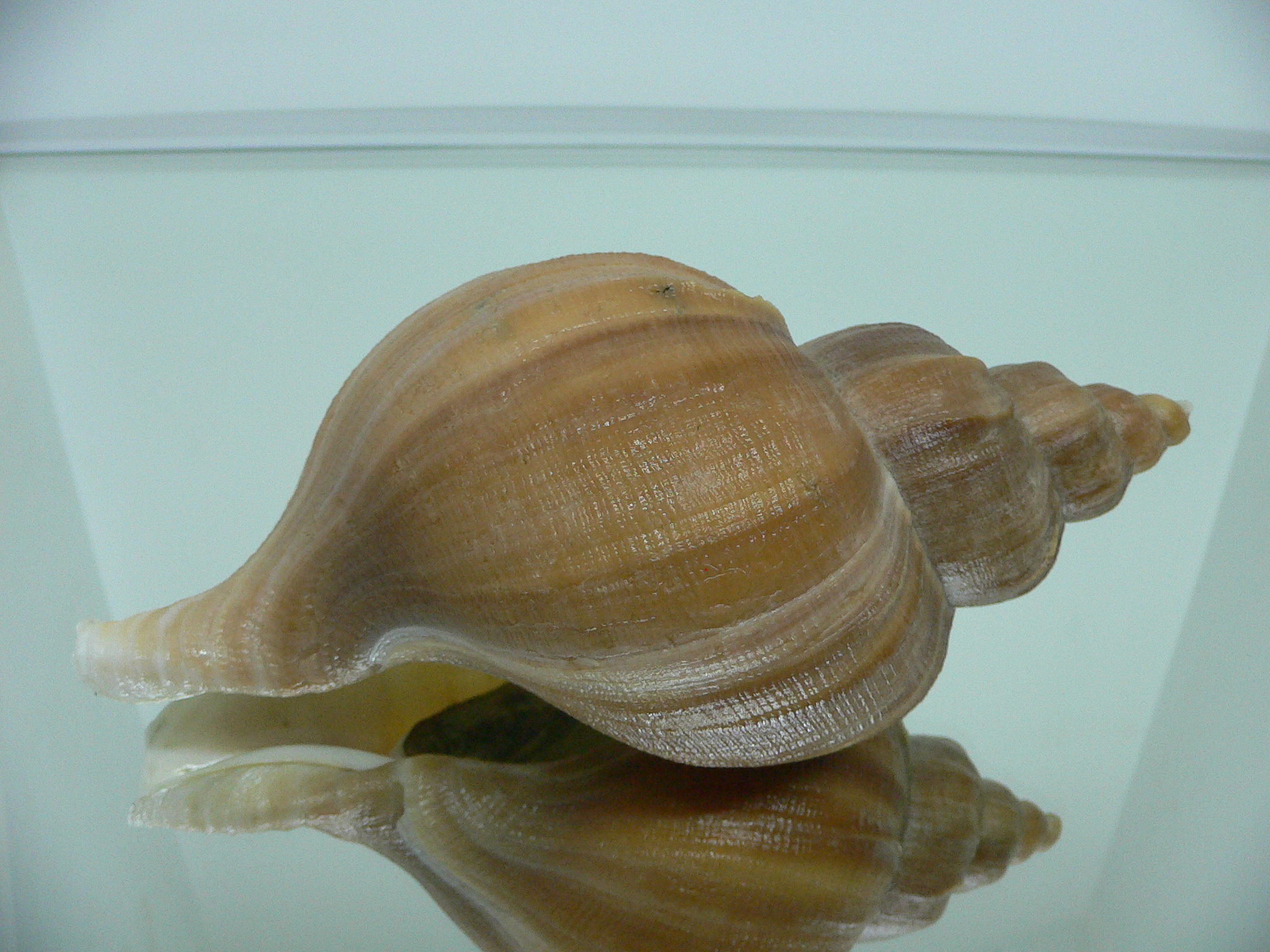 Neptunea eulimata GOLD COLOR