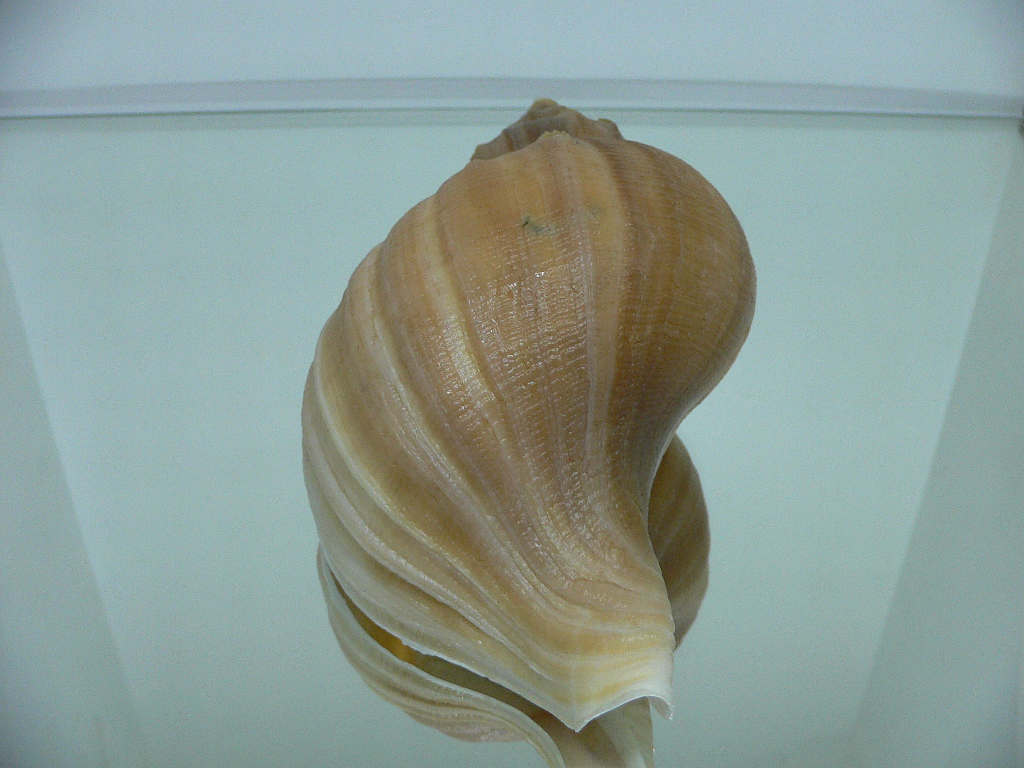 Neptunea eulimata GOLD COLOR