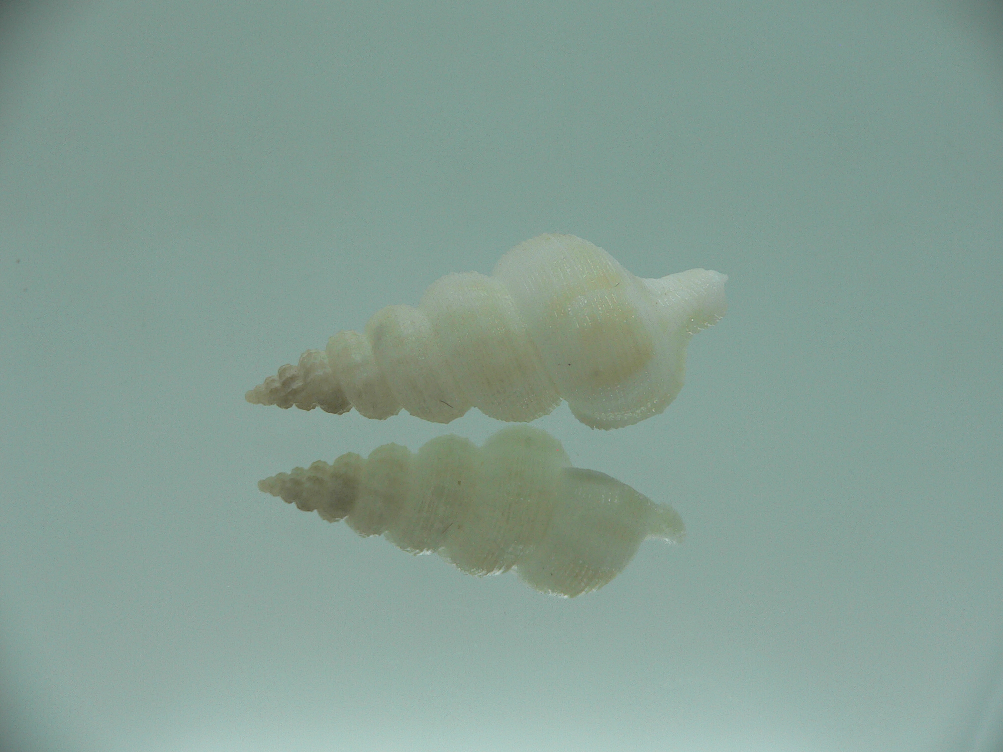 Nassaria fibula GIANT