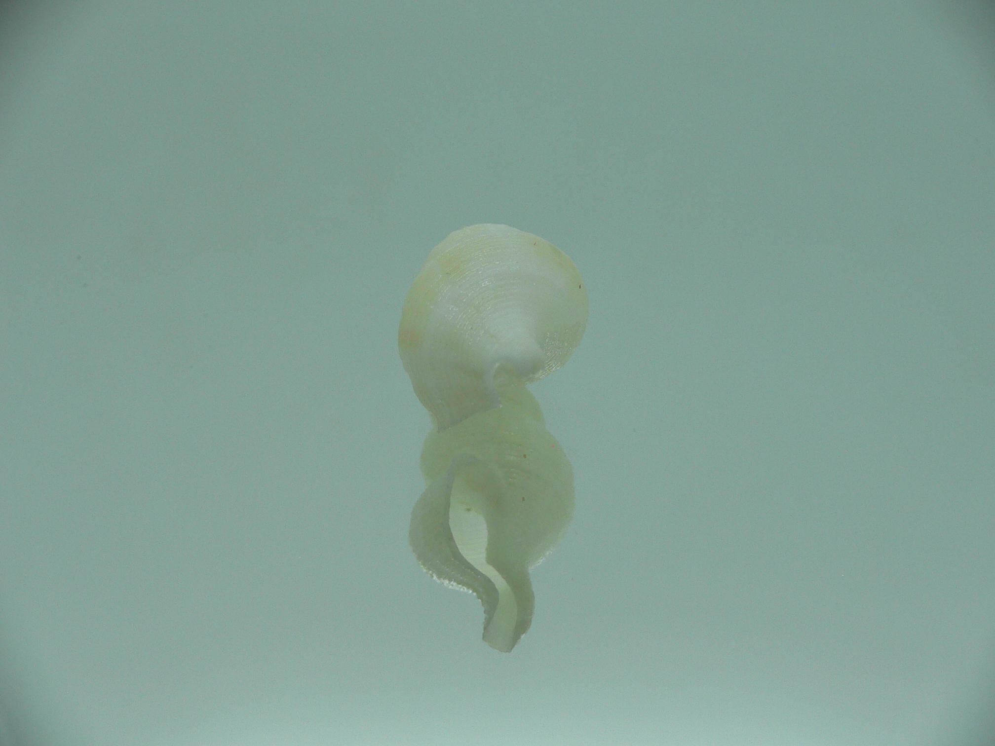 Nassaria fibula GIANT