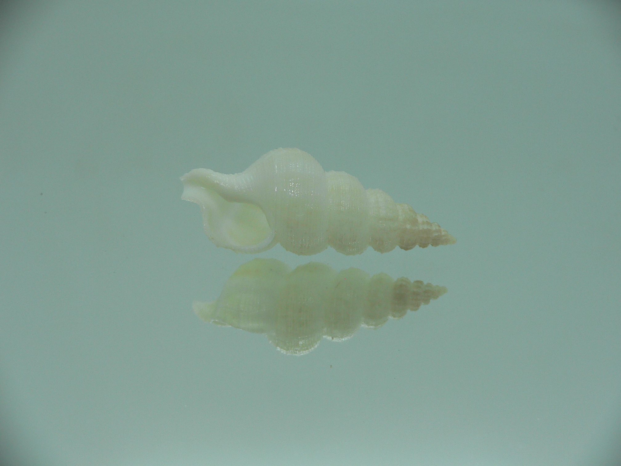 Nassaria fibula GIANT