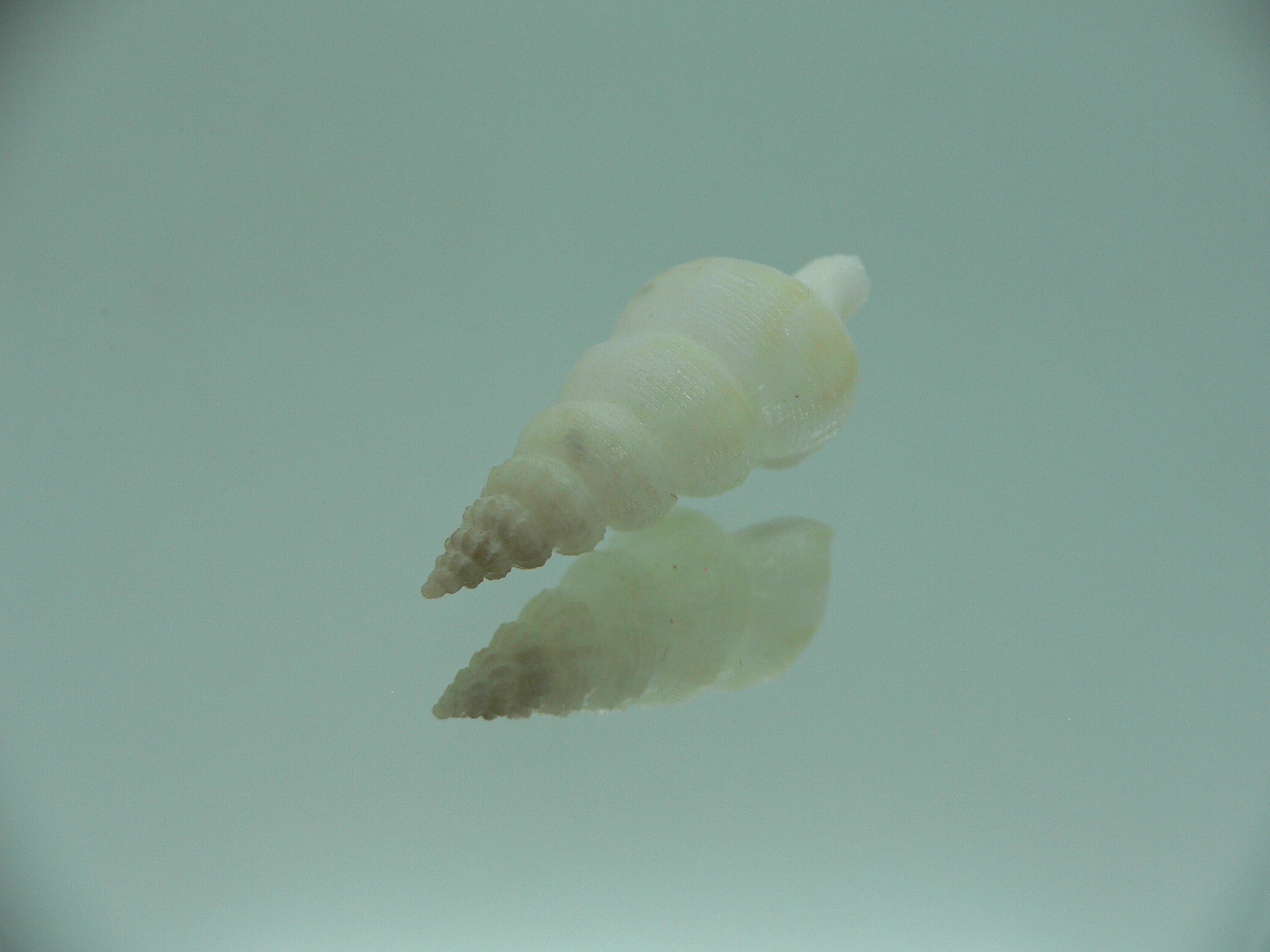 Nassaria fibula GIANT