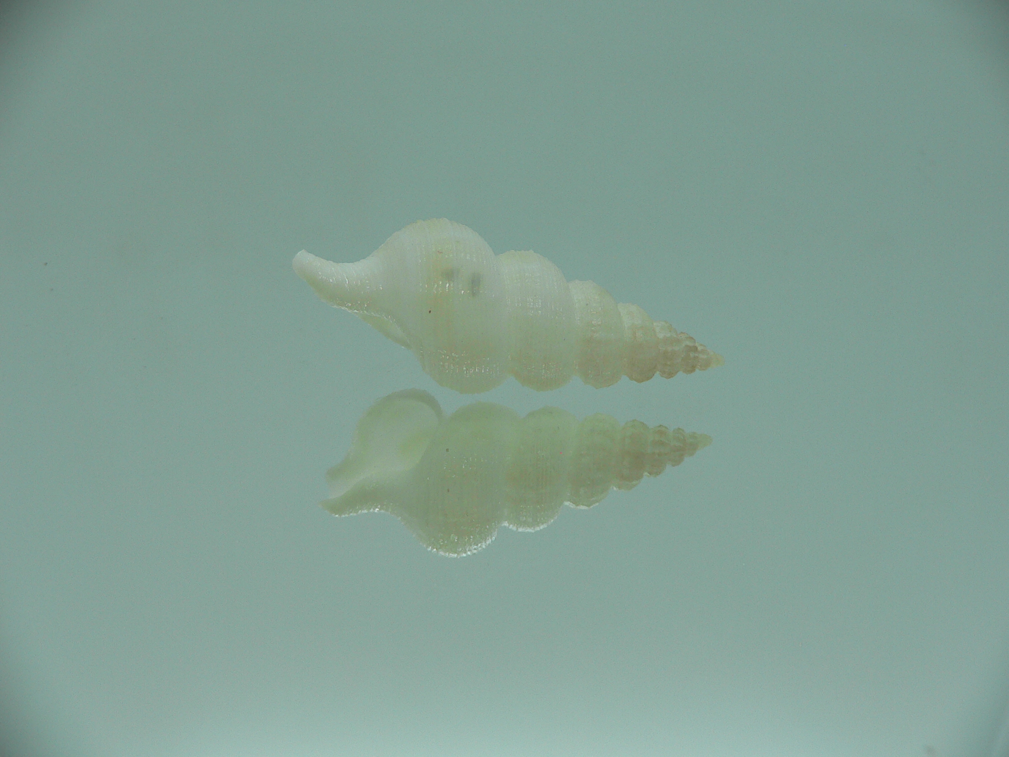 Nassaria fibula GIANT