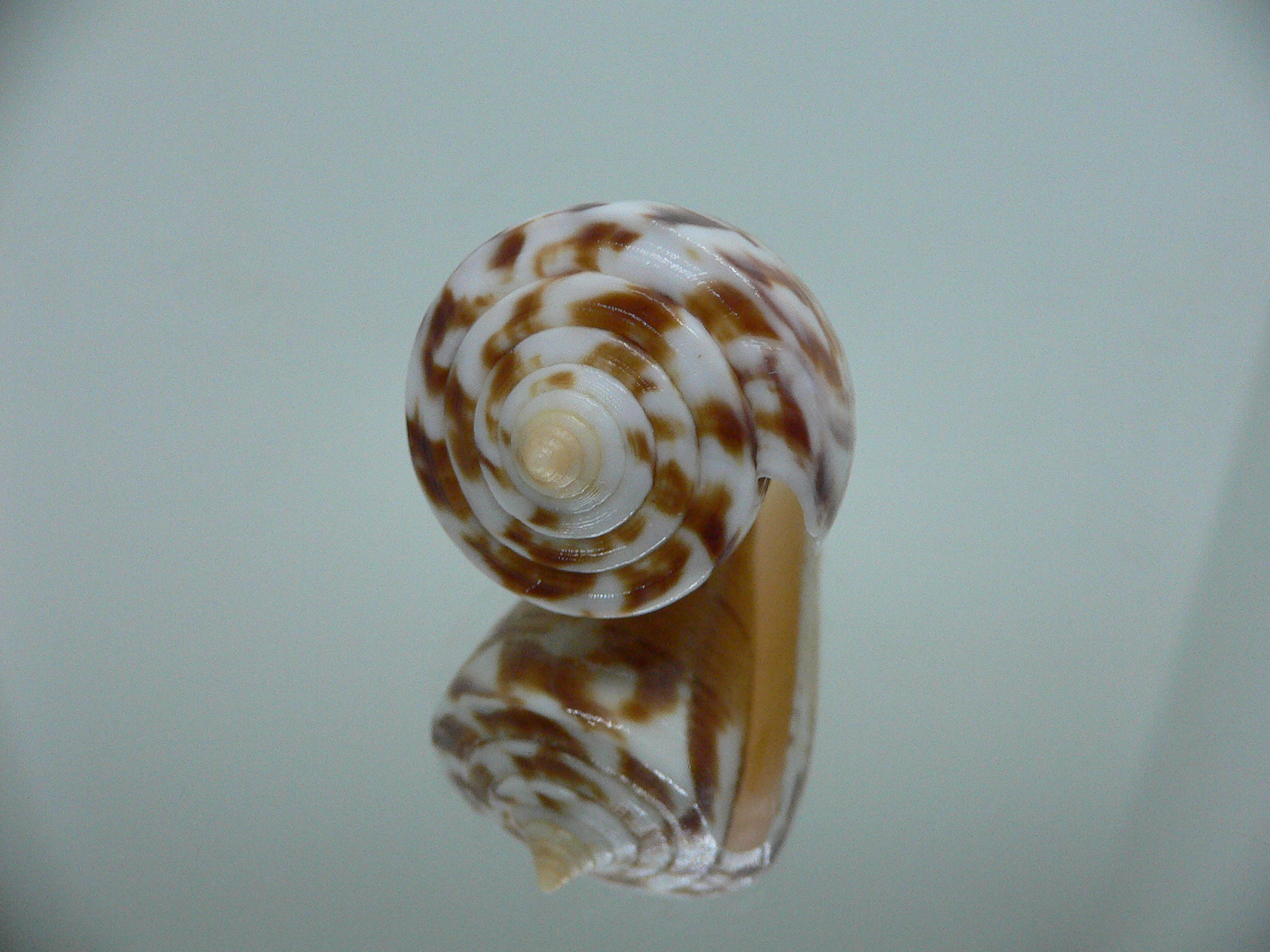 Conus malabaricus