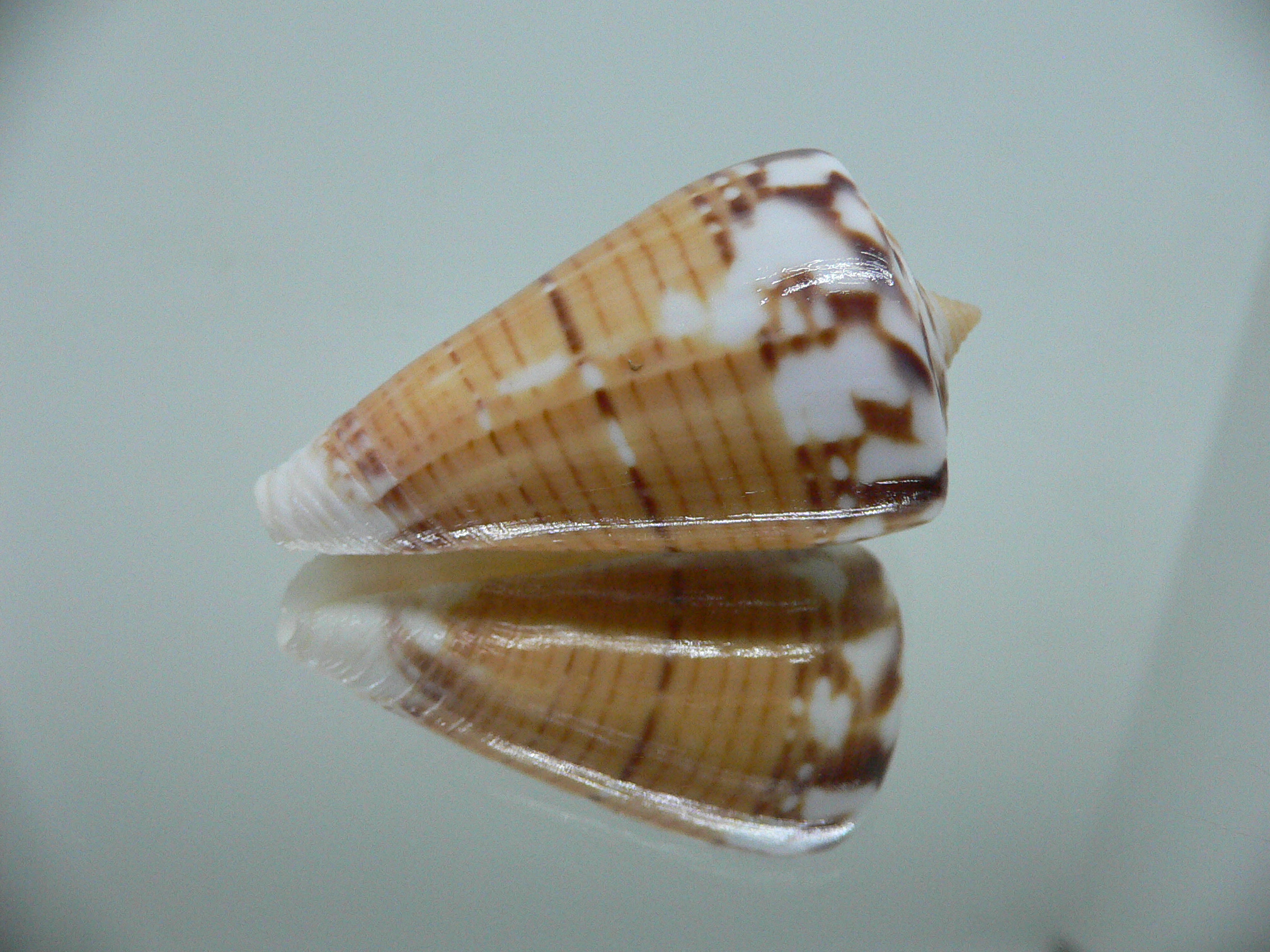 Conus malabaricus