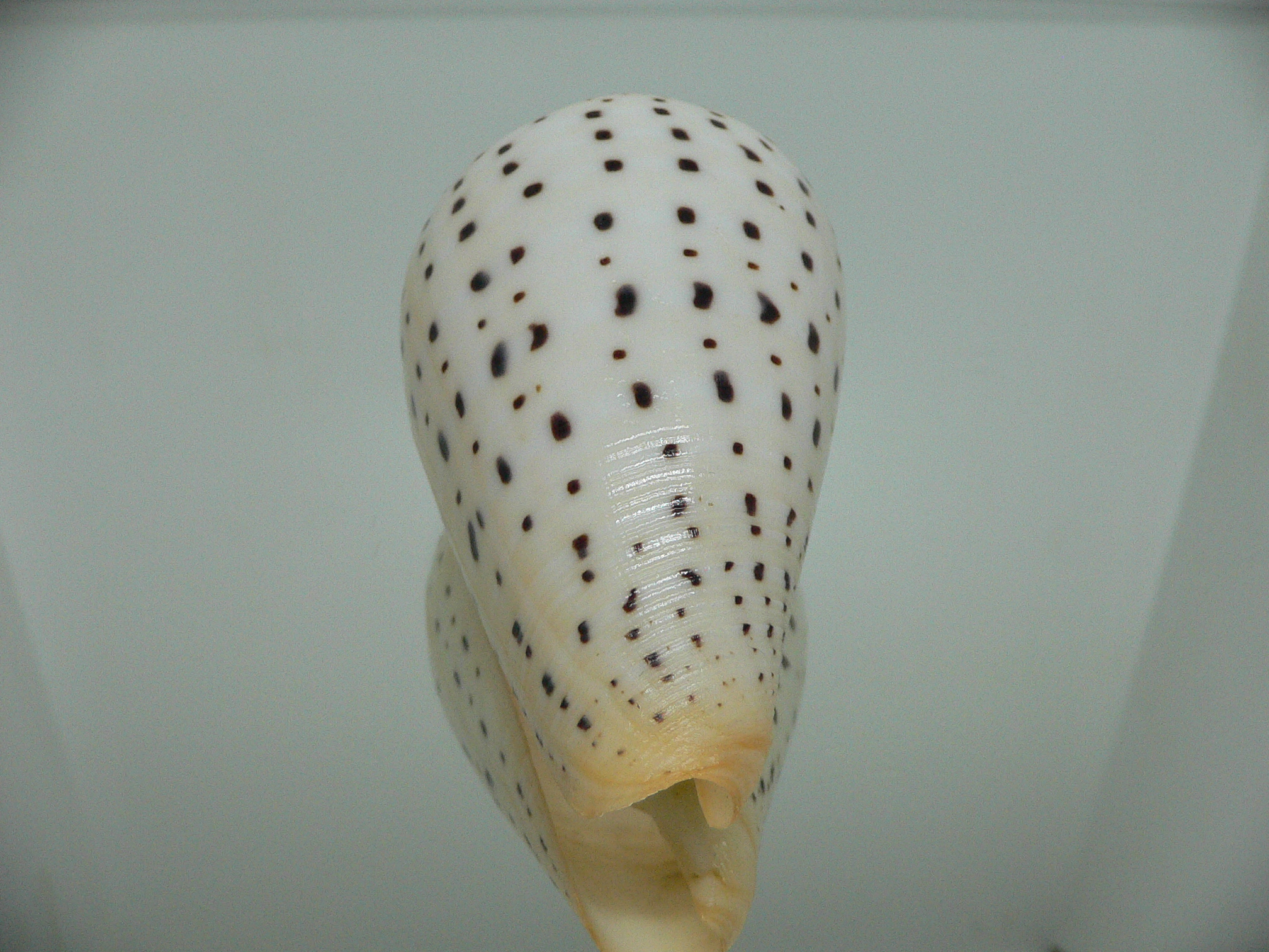 Conus betulinus WHITE