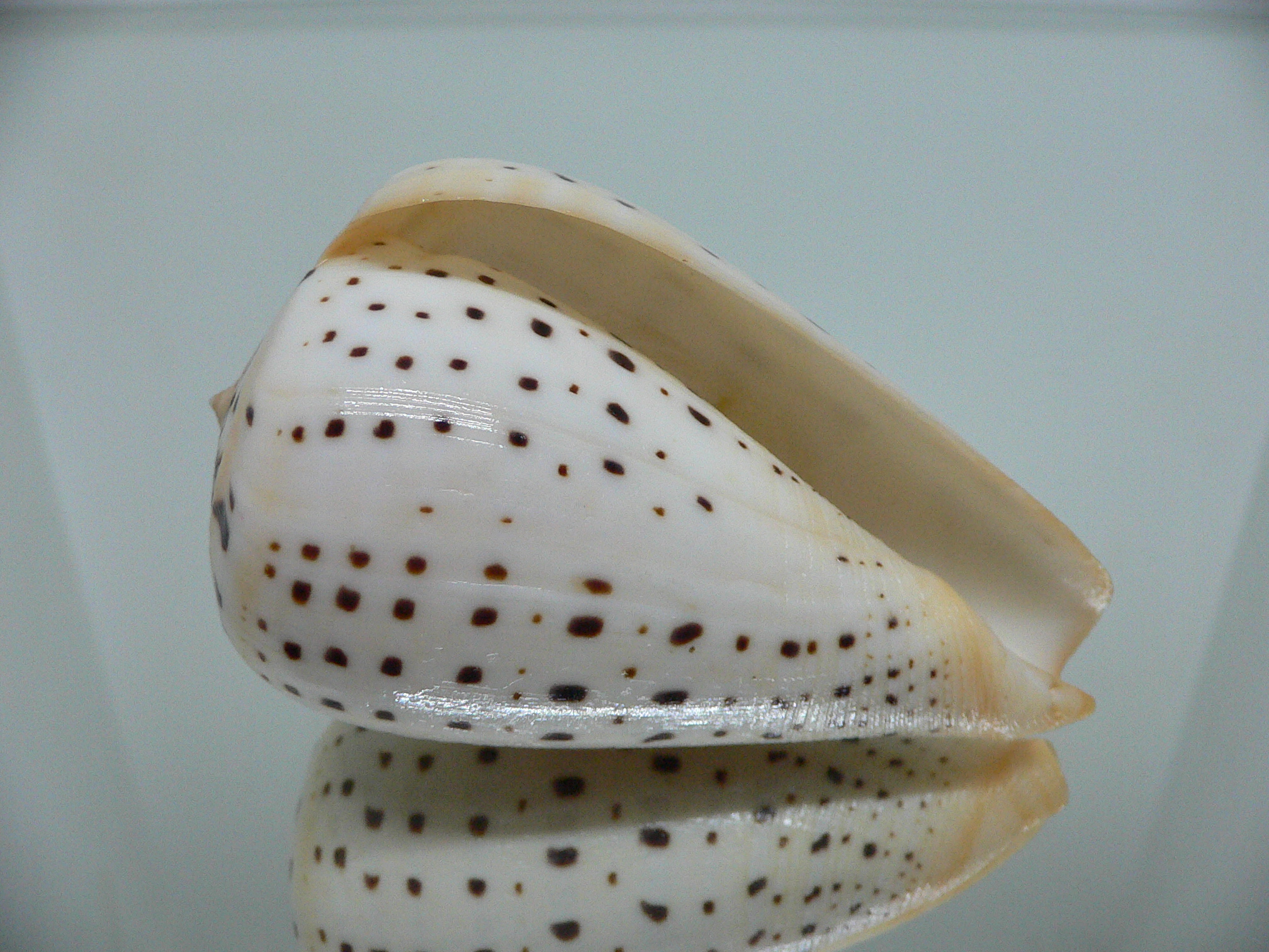 Conus betulinus WHITE