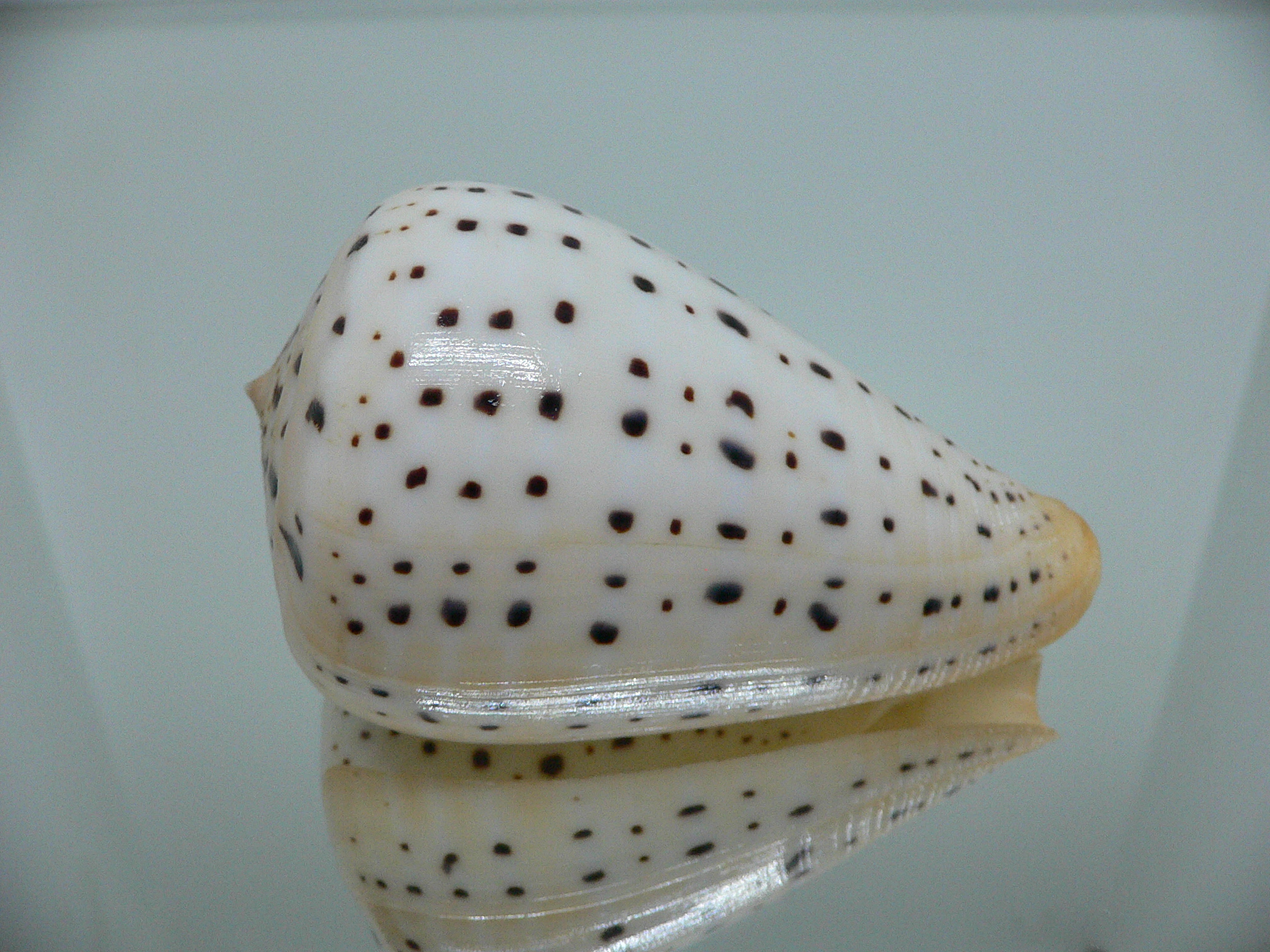 Conus betulinus WHITE
