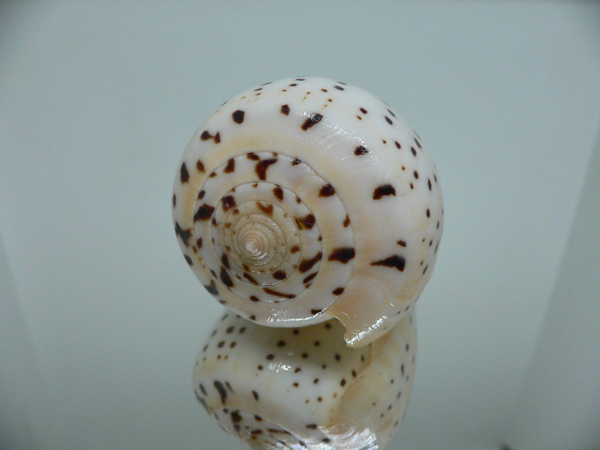 Conus betulinus WHITE