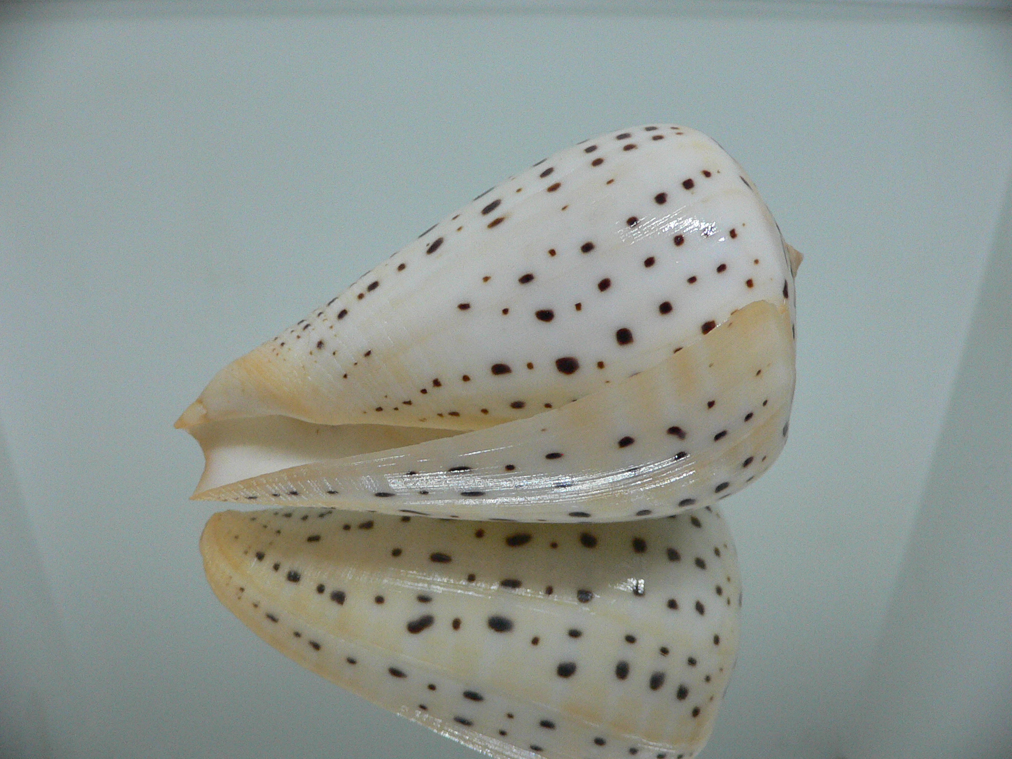 Conus betulinus WHITE