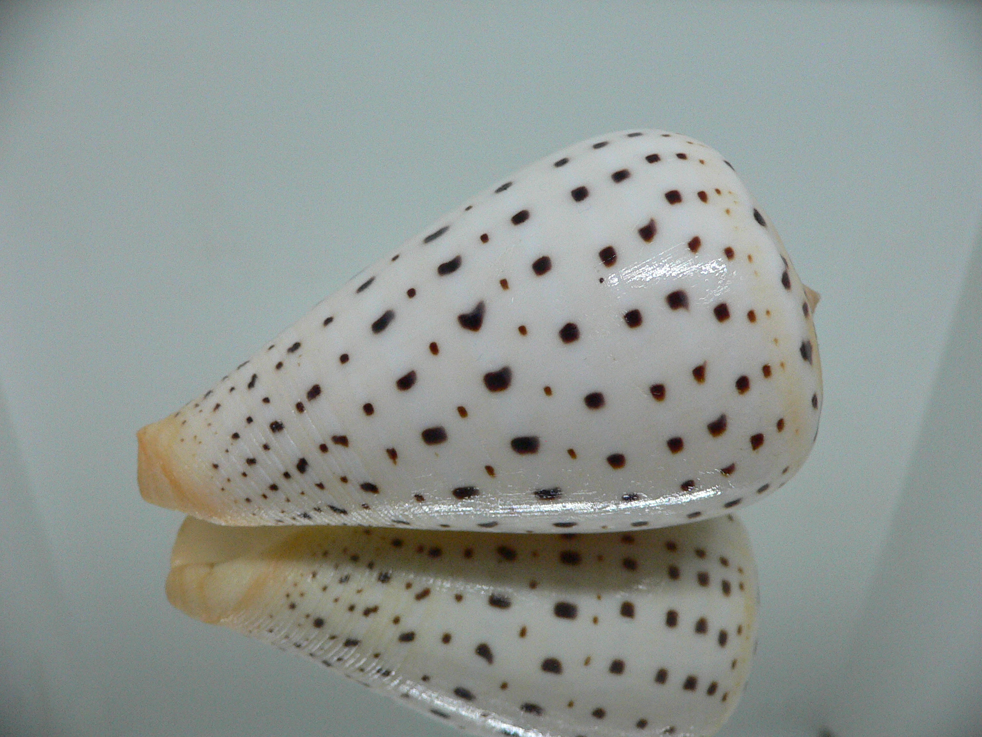 Conus betulinus WHITE