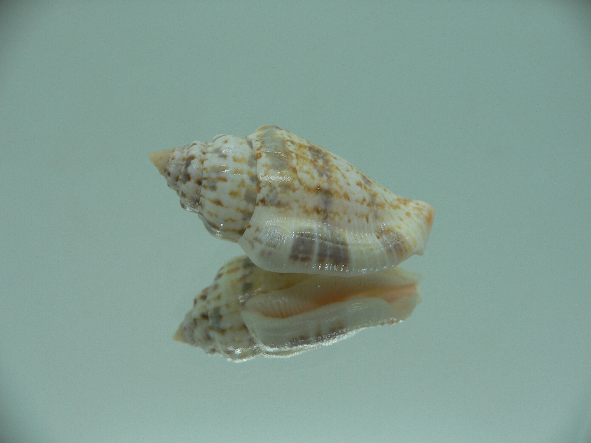 Canarium mutabile MOTLEY