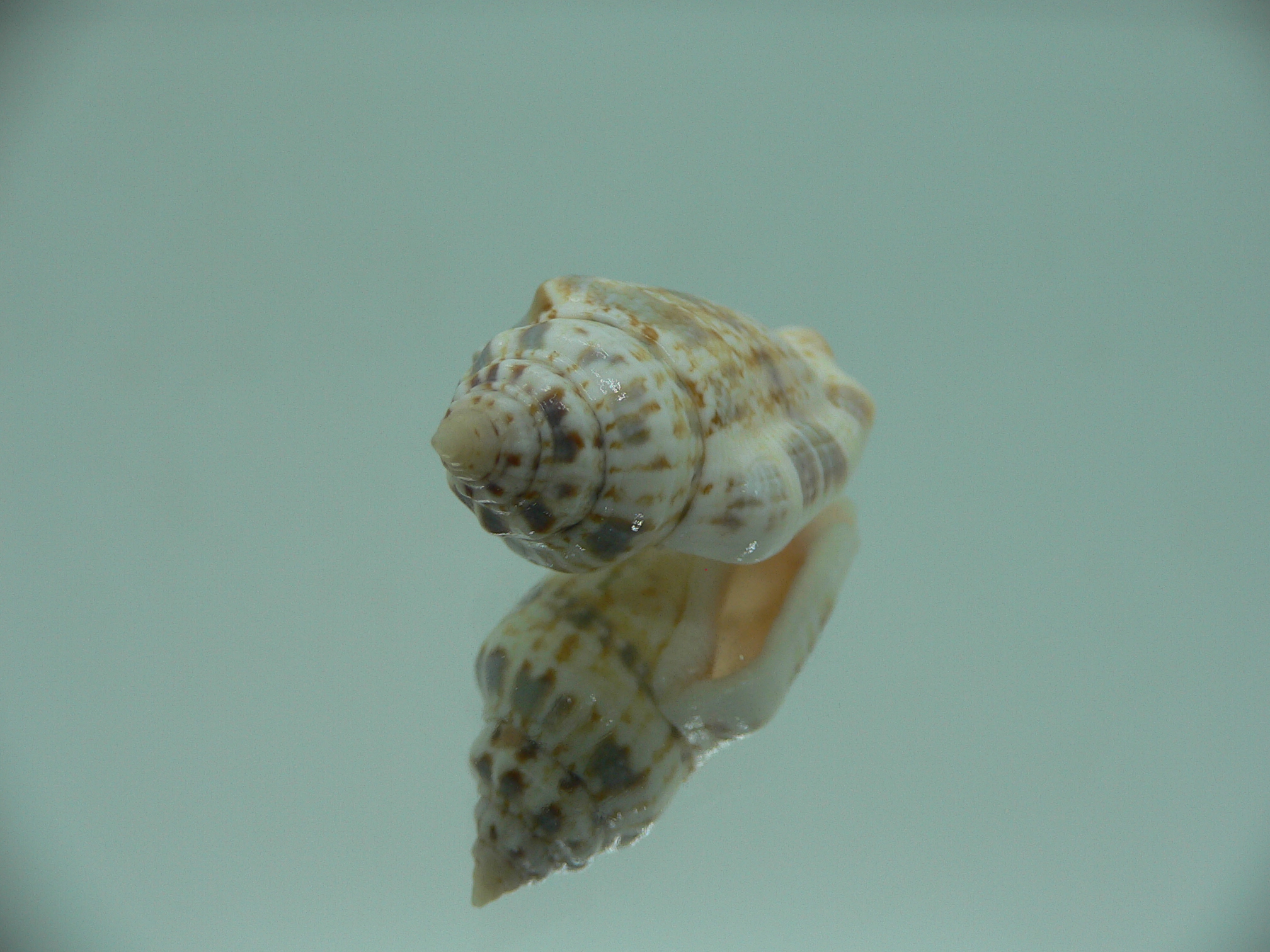 Canarium mutabile MOTLEY