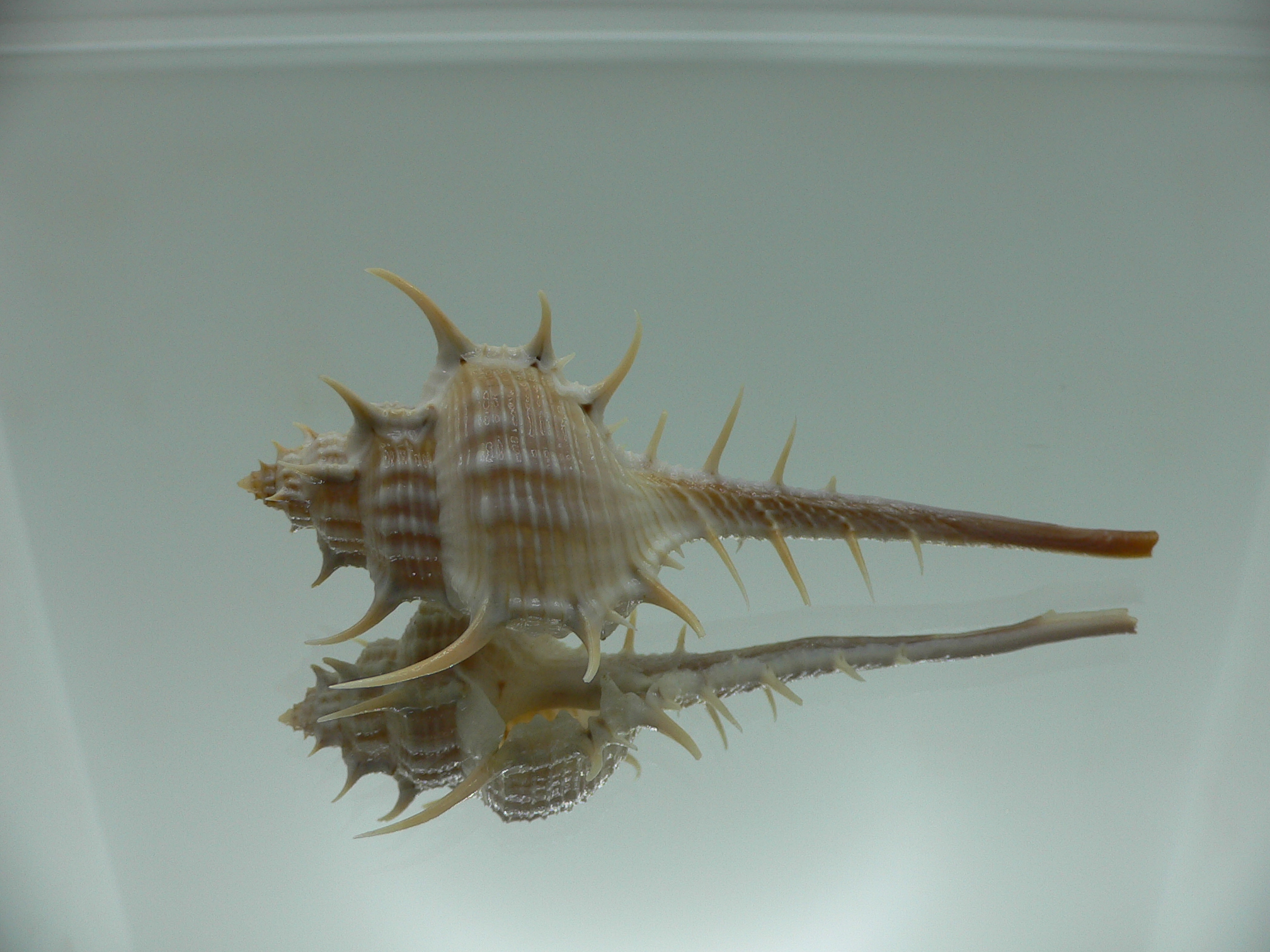 Murex cf. trapa UNUSUAL FORM