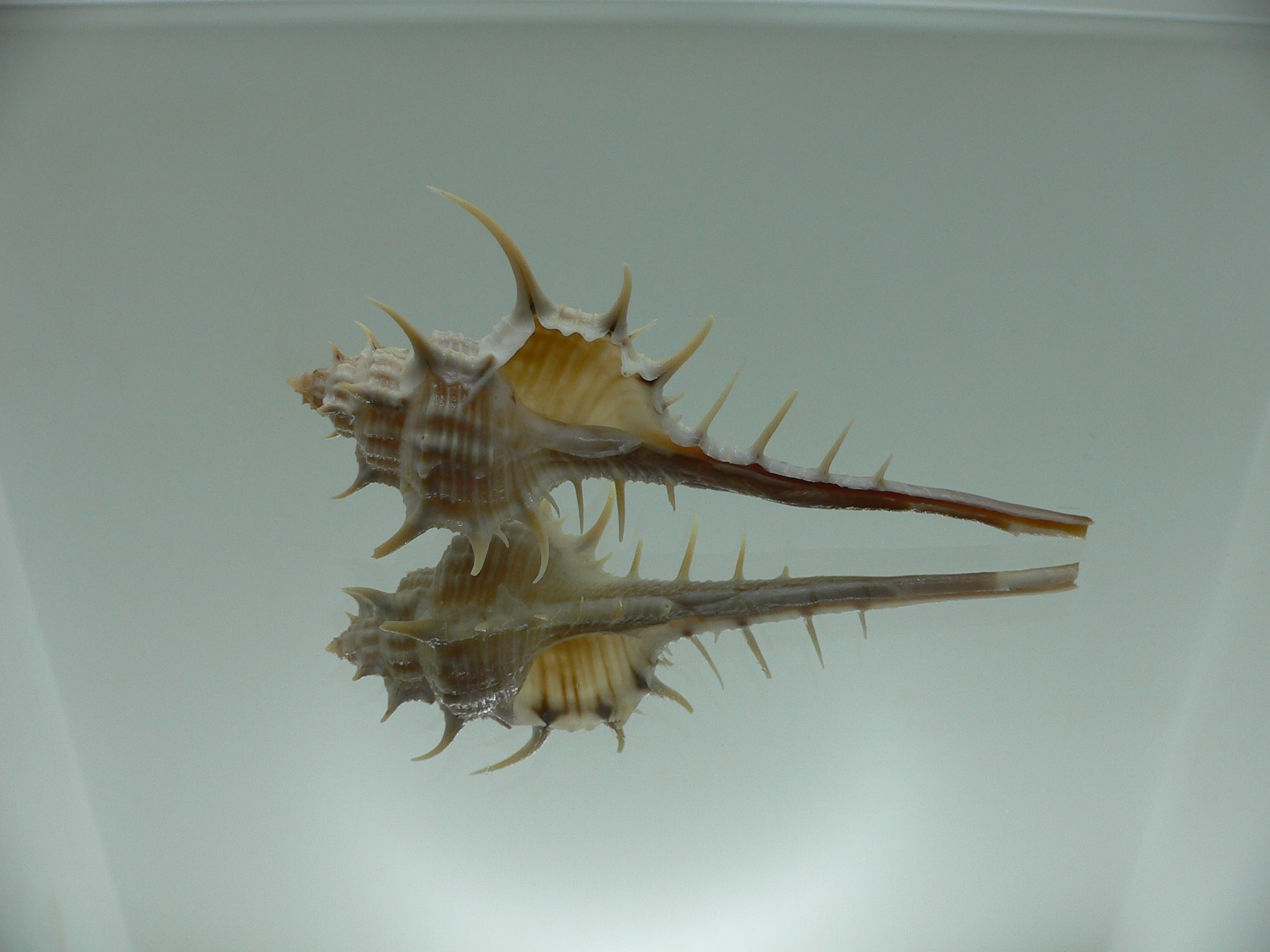 Murex cf. trapa UNUSUAL FORM