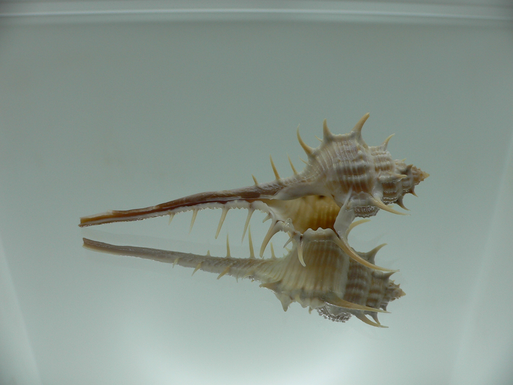 Murex cf. trapa UNUSUAL FORM