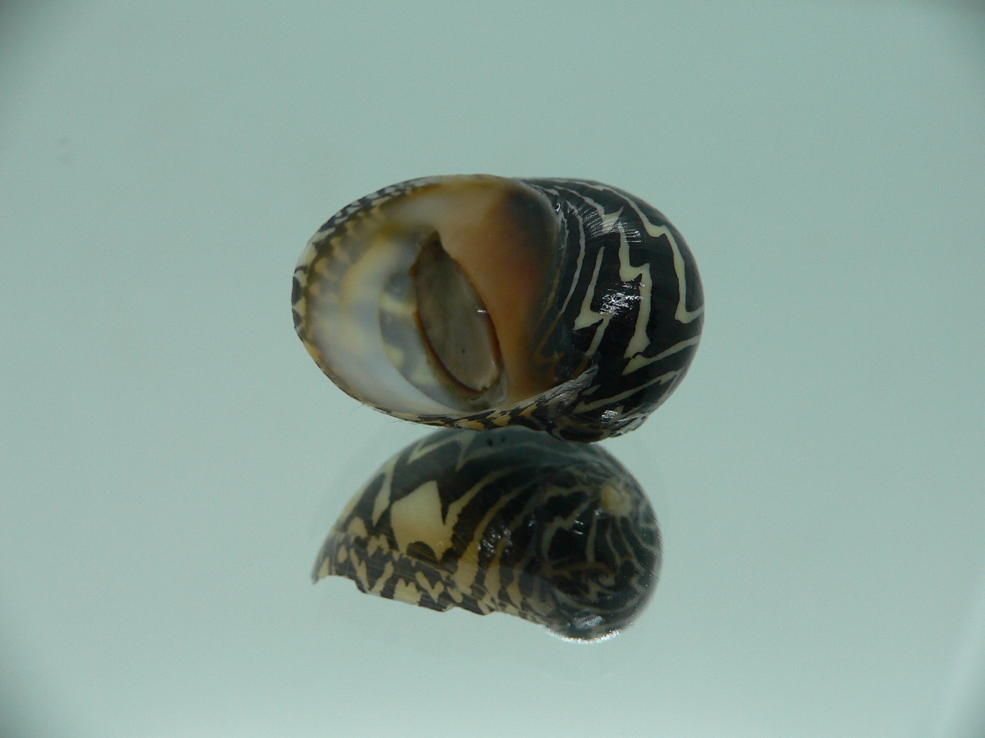 Neritodryas dubia VERY BIG & ZIGZAG