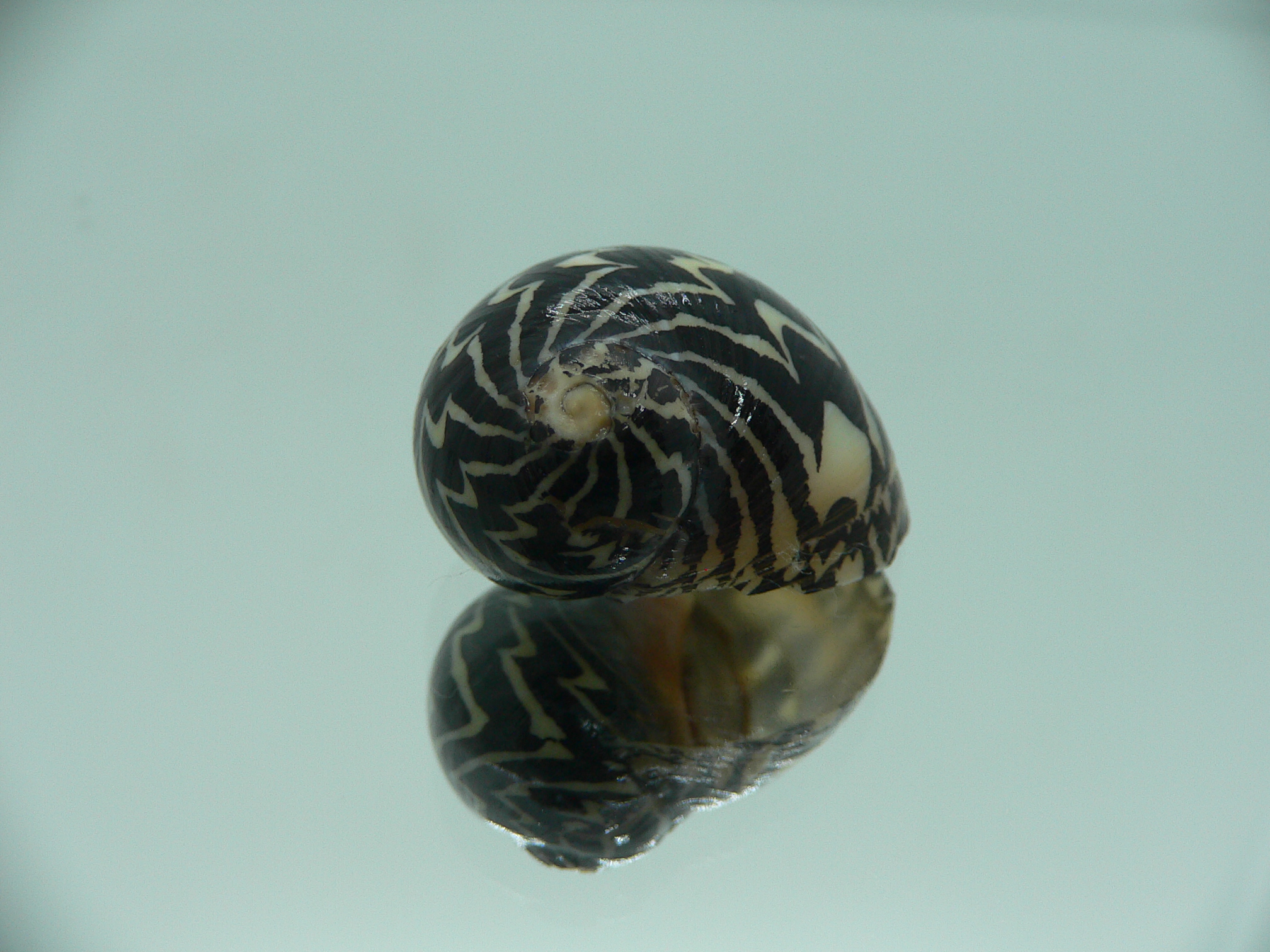 Neritodryas dubia VERY BIG & ZIGZAG